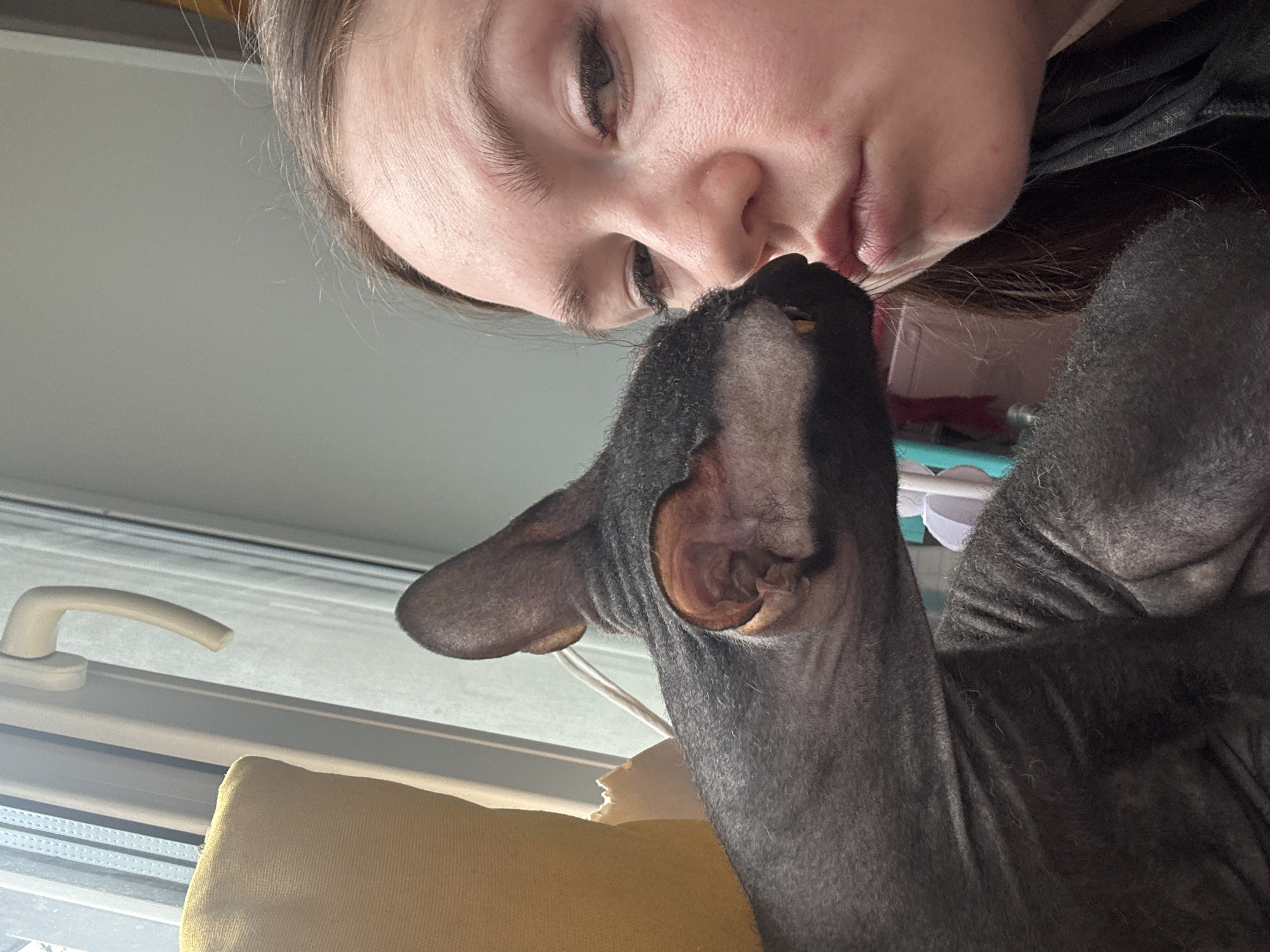 An intimate, close-up indoor shot depicts a person and a Sphynx cat in an affectionate moment in Chaikovsky, Russia. The image is taken from a low angle, looking up, and is slightly rotated counter-clockwise.
The primary subjects are a person, likely a young woman, and a dark grey hairless cat, identified as a Sphynx breed. The person's face, with fair skin, light eyebrows, and half-closed eyes, is positioned very close to the cat's head, suggesting a nuzzle or kiss on the cat's forehead/nose area. Her lips appear soft and slightly parted. She has some light-colored hair visible around her head and is wearing dark clothing. The cat's large, prominent ears are clearly visible, and its furless skin shows texture and folds. The cat's gaze is directed slightly upwards towards the person.
The activity taking place is a tender interaction between a human and their pet, conveying strong emotions of affection and closeness.
Notable details of the scene include a bright, natural light source, likely from a window, indicating daytime. A white window handle is visible in the lower-left background. Below the cat and partly obscuring the window is a yellow, textured fabric, possibly a pillow or cushion. The background above the subjects is a plain, light grey or white surface, likely a wall or ceiling. No visible text is present in the image. The setting appears to be a cozy indoor environment, consistent with a home.