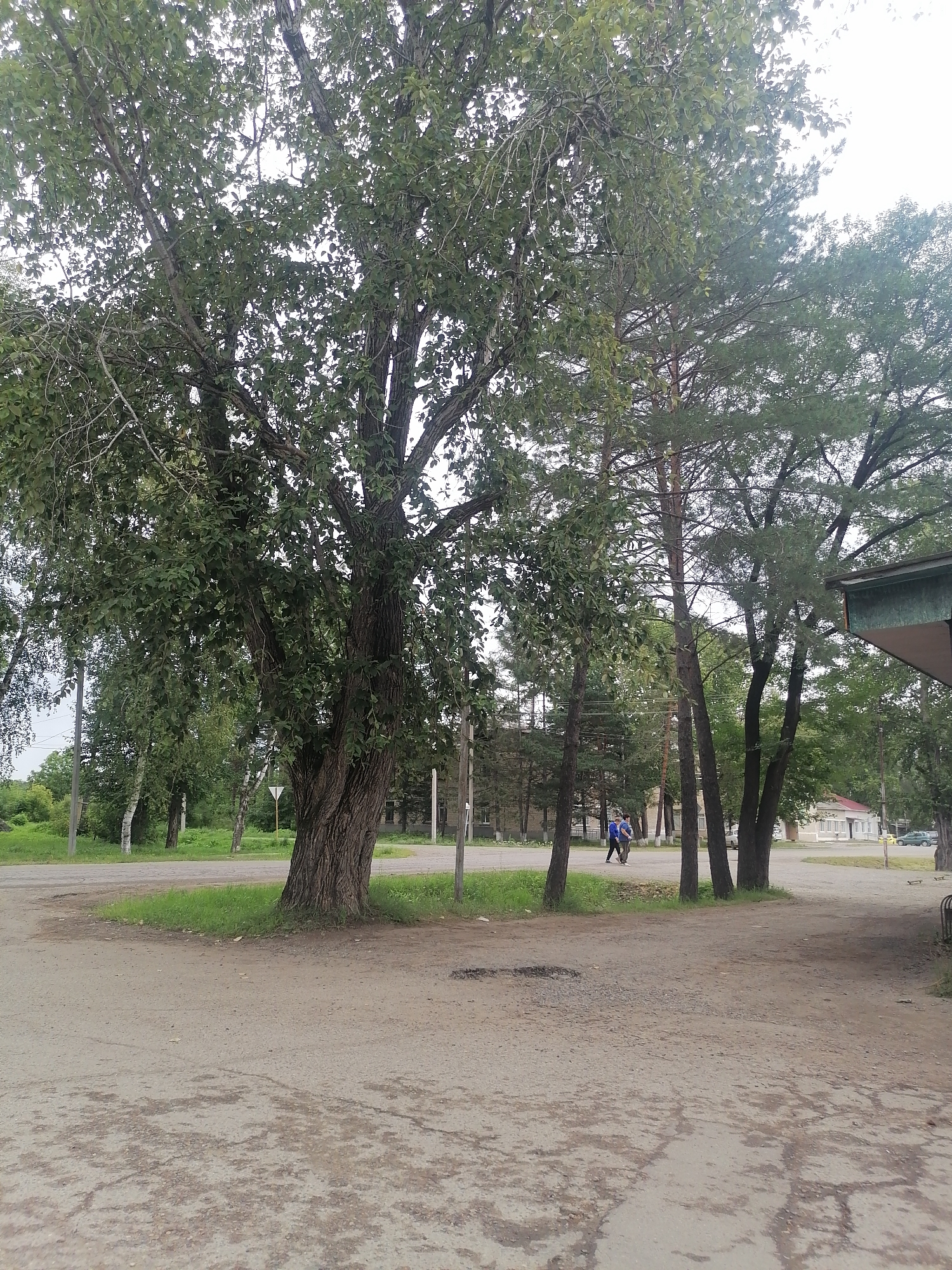 The image depicts a street scene in Novopokrovka, Russia, with a large deciduous tree dominating the left side. The ground is a mix of dirt and cracked asphalt. Several other trees, including coniferous ones, are visible in the background, along with buildings and a road. Two individuals are walking away from the camera on the right side of the road. A green car is parked to the right of the buildings. The sky is overcast.