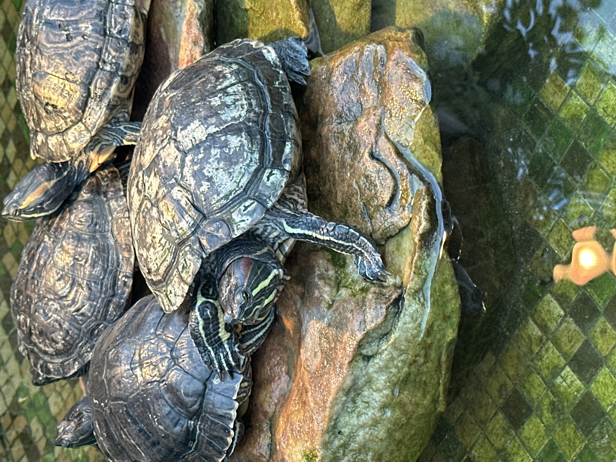 Four red-eared slider turtles are clustered on rocks in shallow, green-tiled water. One turtle in the foreground is facing left, with its head extended and stripes visible on its face. Another turtle behind it is facing upwards, its shell textured and domed. To the right, two more turtles are partially visible, their shells also showing detailed patterns. The water reflects the checkered pattern of the pool floor and some overhead lighting. The rocks are wet and appear to be part of a decorative pond or habitat. There are no people or other animals in the frame.