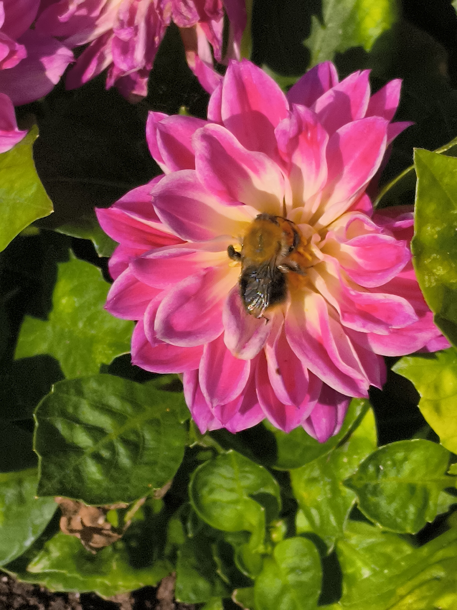 The image depicts a close-up of a pink dahlia flower with a bumblebee at its center. The bumblebee is positioned facing downwards, with its body partially obscured by the flower's petals. The flower exhibits vibrant pink petals transitioning to a lighter yellow hue towards the center. Lush green leaves surround the flower, creating a natural, outdoor setting. The image is taken from a high-angle perspective, emphasizing the details of the flower and the bee. The location of Dercekliai, Lithuania, is not visually represented in the image itself.