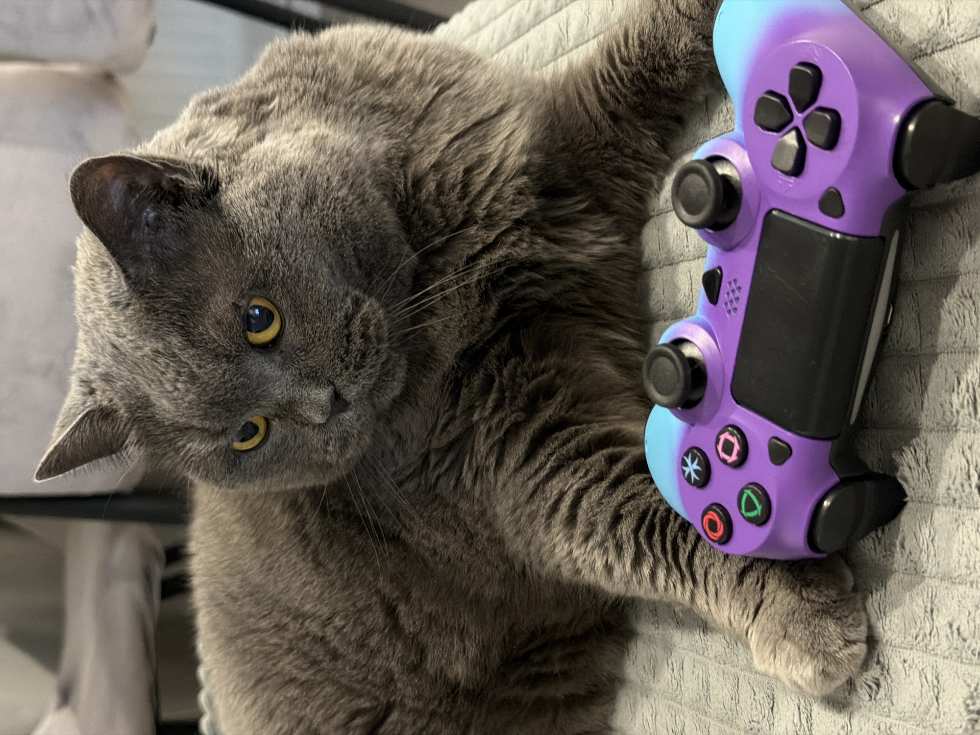 A fluffy, gray British Shorthair cat with bright yellow eyes is lying on a gray, textured surface, with a purple and blue gradient video game controller in front of its paws. The cat is looking to the left of the frame with a neutral expression. The background is blurred, suggesting an indoor setting. No specific location in Mytishchi, Russia, can be identified from the image.