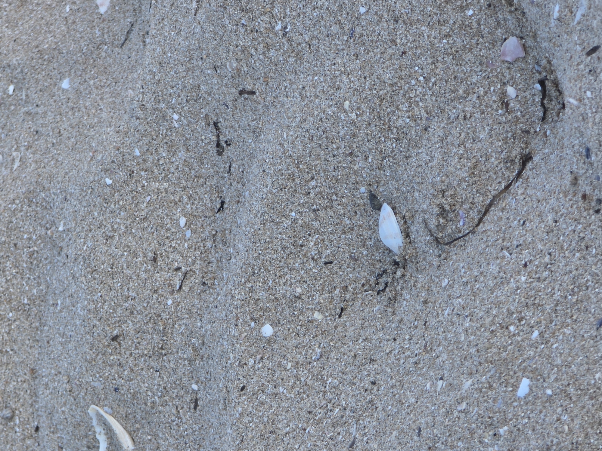 The image displays a close-up view of damp, light brown sand. Scattered throughout the sand are small, fragmented white seashells and darker specks of organic material, possibly seaweed or tiny twigs. The texture of the sand is granular and appears slightly uneven, suggesting it might be a beach. There are no people or animals visible in the frame, and no specific actions are depicted. The environment is natural and appears to be a coastal area. Given the context of Chernomorets, Bulgaria, this scene likely depicts a section of the sandy shoreline.