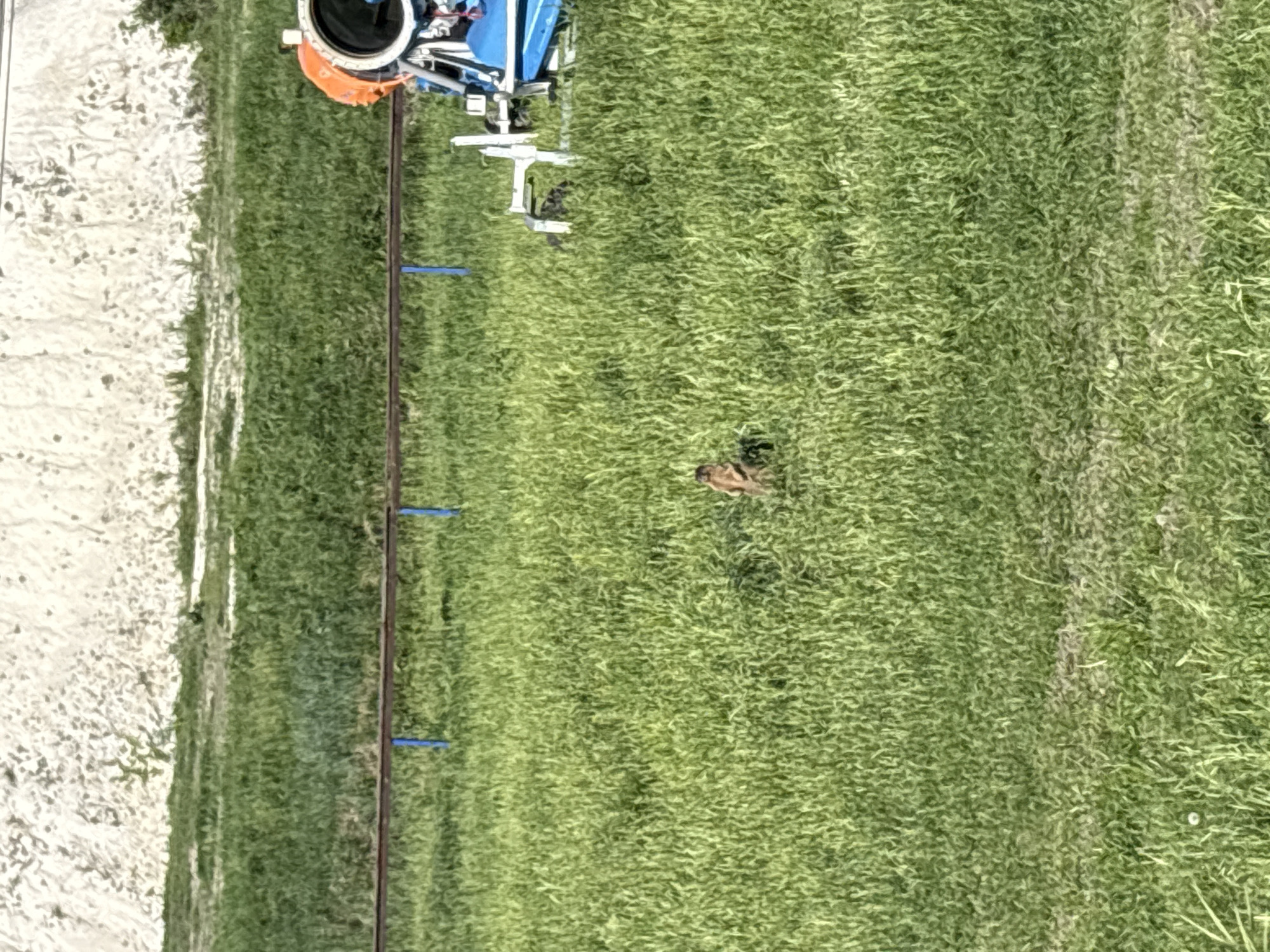 The image depicts a grassy field with a light-colored sandy area on the left. A metal rail with blue markers is visible near the edge of the sandy area. At the top of the frame is equipment, possibly a vehicle, with blue and orange components. A brown animal is present in the middle of the grassy field. The image provides no indication of the location in Khvalynsk, Russia.