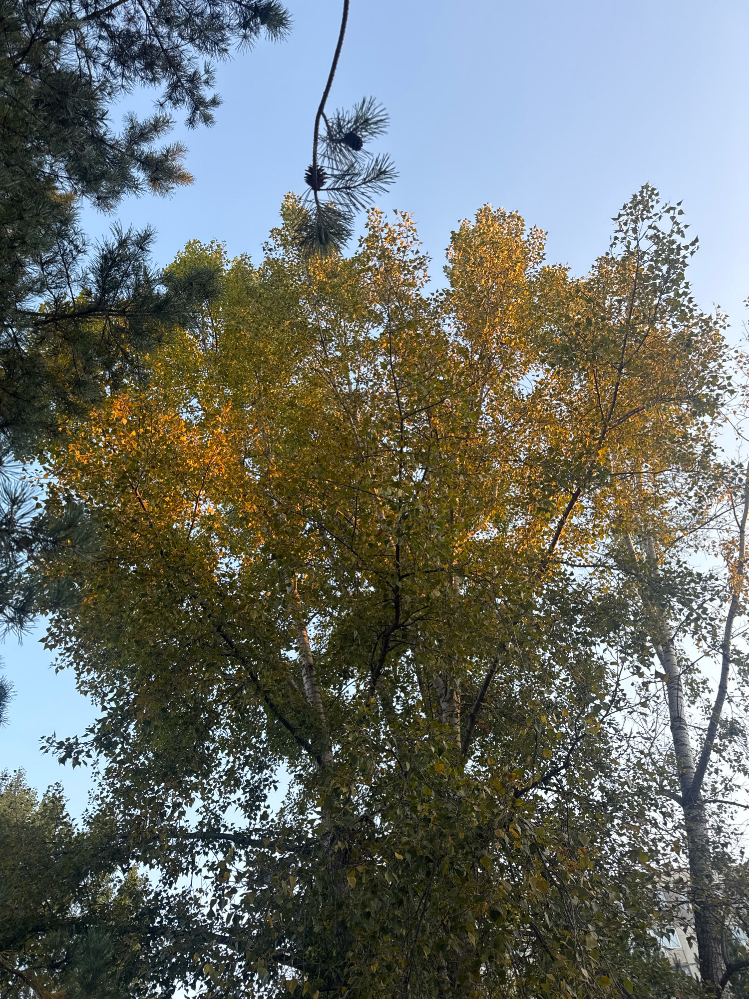 The image captures a view of trees against a clear blue sky, suggesting an outdoor setting likely in Ufa, Russia, given the context. The foliage of the trees shows hints of autumn colors, with some leaves displaying yellow and golden hues interspersed with green. In the foreground, darker green pine branches, complete with pinecones, frame the upper left portion of the scene. Dominating the center and right are the lighter, more delicate leaves of deciduous trees, possibly birch, given the visible white bark on some trunks. Sunlight filters through the leaves, creating a dappled effect and highlighting the golden tones. The overall impression is one of a park or a residential area with mature trees, possibly during the transitional season of early autumn. The lower right portion of the image shows a glimpse of a multi-story building, indicating an urban or suburban environment. There are no people or animals visible in the frame.