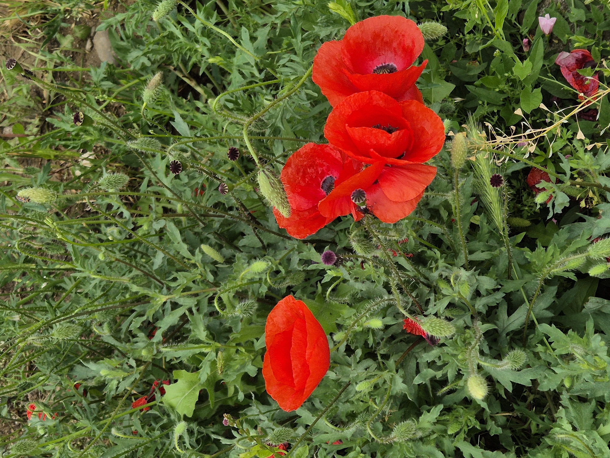 The image displays a close-up, high-angle view of vibrant red poppies and lush green foliage in an outdoor, natural setting. The main subjects are several red poppy flowers, likely common field poppies, at various stages of their lifecycle.
A prominent cluster of three fully open, brilliant red poppies with distinct black centers dominates the upper-right and central portions of the frame. Their delicate petals appear slightly crinkled. Below this cluster, a single detached red poppy petal rests on the green leaves.
Throughout the dense green backdrop, numerous poppy buds are visible. These buds are characterized by their spiky, hairy green casings, indicating future blooms. Several stems also show small, dark purplish-brown circular structures, possibly remnants of spent flowers or developing seed pods.
The background consists of a rich variety of green leaves and stems, suggesting a fertile, wild patch or garden. Hints of other plant life include a small, pale pink flower in the upper-right corner and some dried, light-brown plant stalks. The lighting suggests it is daytime, with no strong shadows indicating a bright, clear sky. The overall scene conveys the vibrant, untamed beauty of nature. No people, animals, or visible text are present in the image.