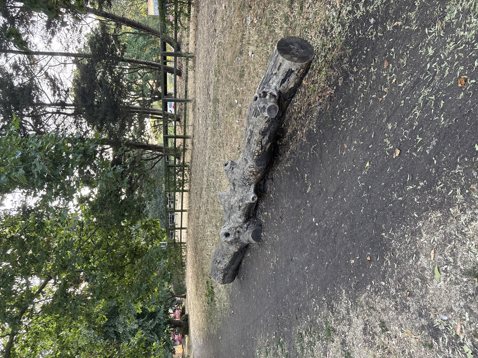 A large, weathered tree trunk lies horizontally across a dark, dusty path in Chelmsford, United Kingdom. The trunk is roughly cylindrical with a diameter of approximately 0.5 meters and a length of about 4 meters, exhibiting rough bark, knots, and several circular cut marks. To the right of the path, dry, light brown grass covers the ground, sparsely dotted with fallen leaves. In the background, a wooden fence with horizontal rails separates the grassy area from a further expanse of dry grass and trees. Beyond the fence, several cars are visible, suggesting a roadside or parking area. The scene is illuminated by natural daylight, casting a moderate level of light and shadow. Lush green trees, with dense foliage, frame the top and left sides of the image, indicating a park-like or wooded urban environment. No individuals are present in the frame.