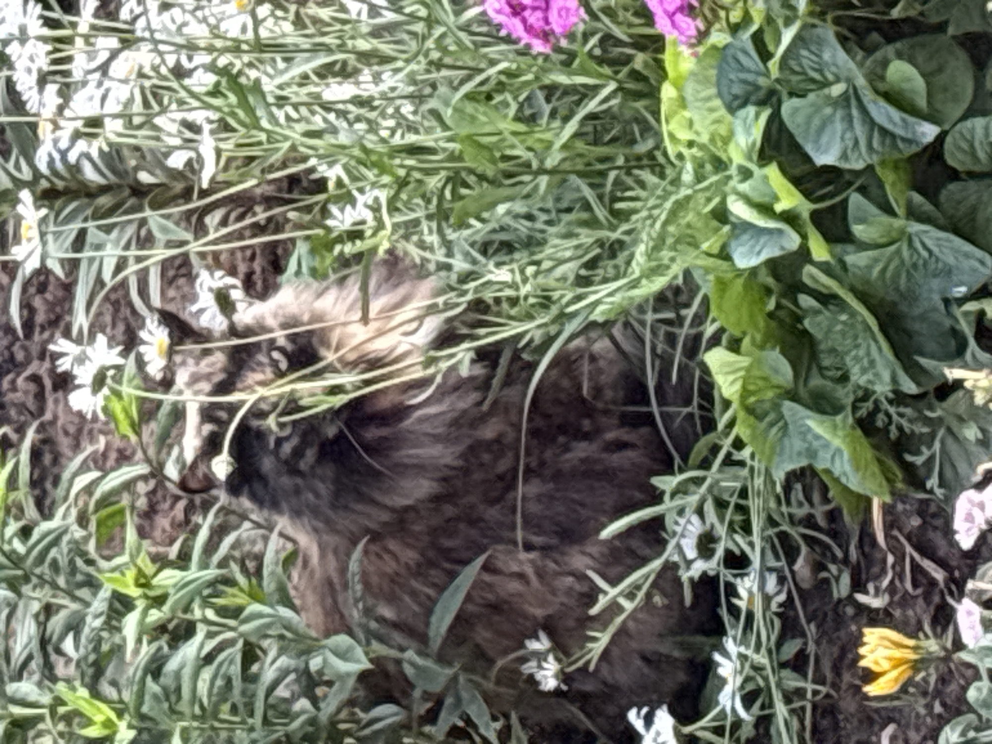 A brown, long-haired cat is nestled amongst green foliage and white daisies in a garden. The cat is facing to the right and its head is turned away from the viewer. In the foreground, there are some large green leaves and a small yellow flower. In the background, there are more white flowers and some pink flowers. The scene appears to be in a residential garden in the city of Dolce Vita KP, Russia.