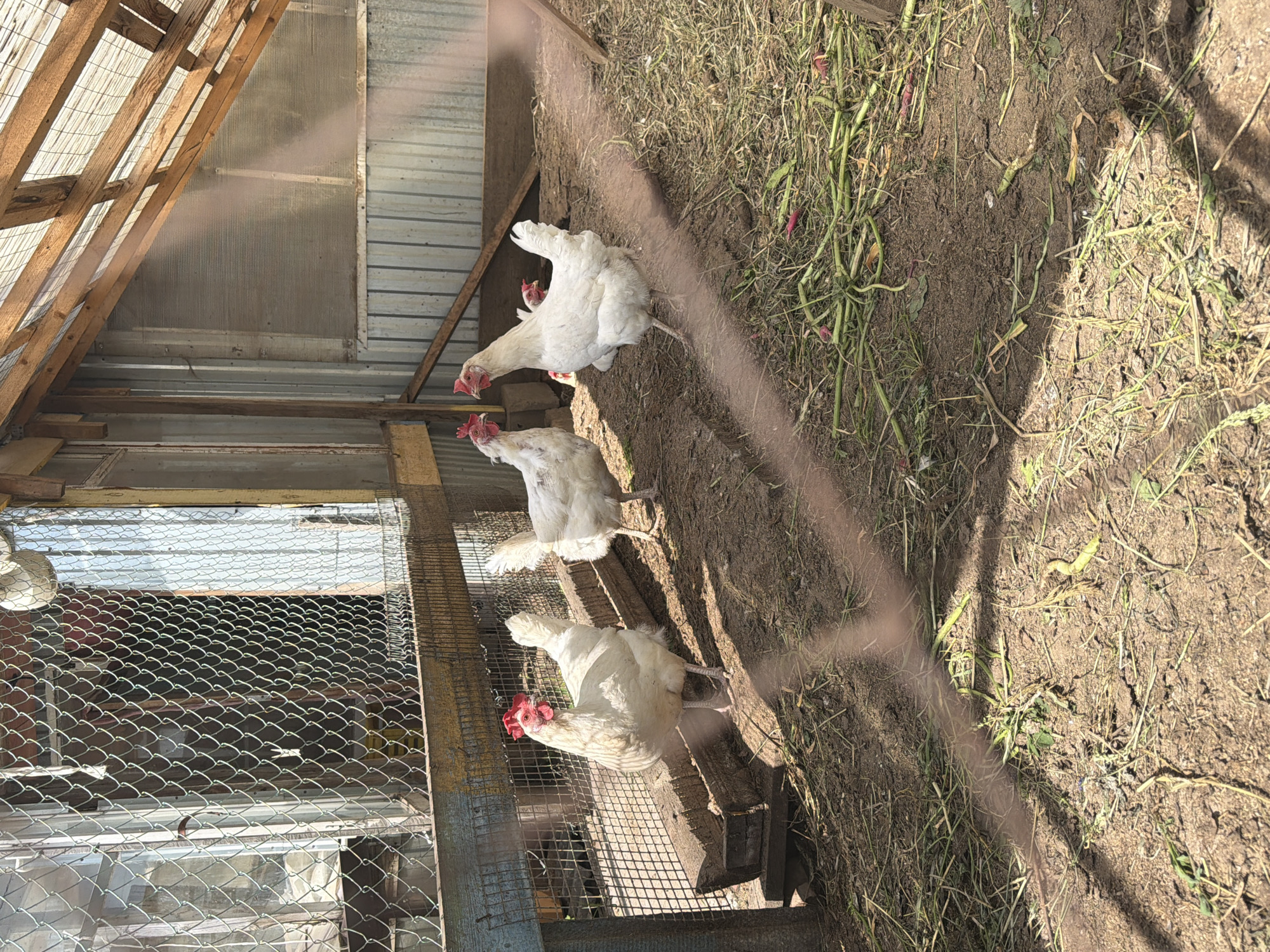 The image depicts three white chickens in a dirt enclosure with grass and weeds, partially covered by the shadow of an unseen object. One chicken is standing on a wooden plank. The enclosure has wire mesh on one side and is adjacent to a wooden structure with a partially translucent roof. The location is likely Chaikovsky, Russia.