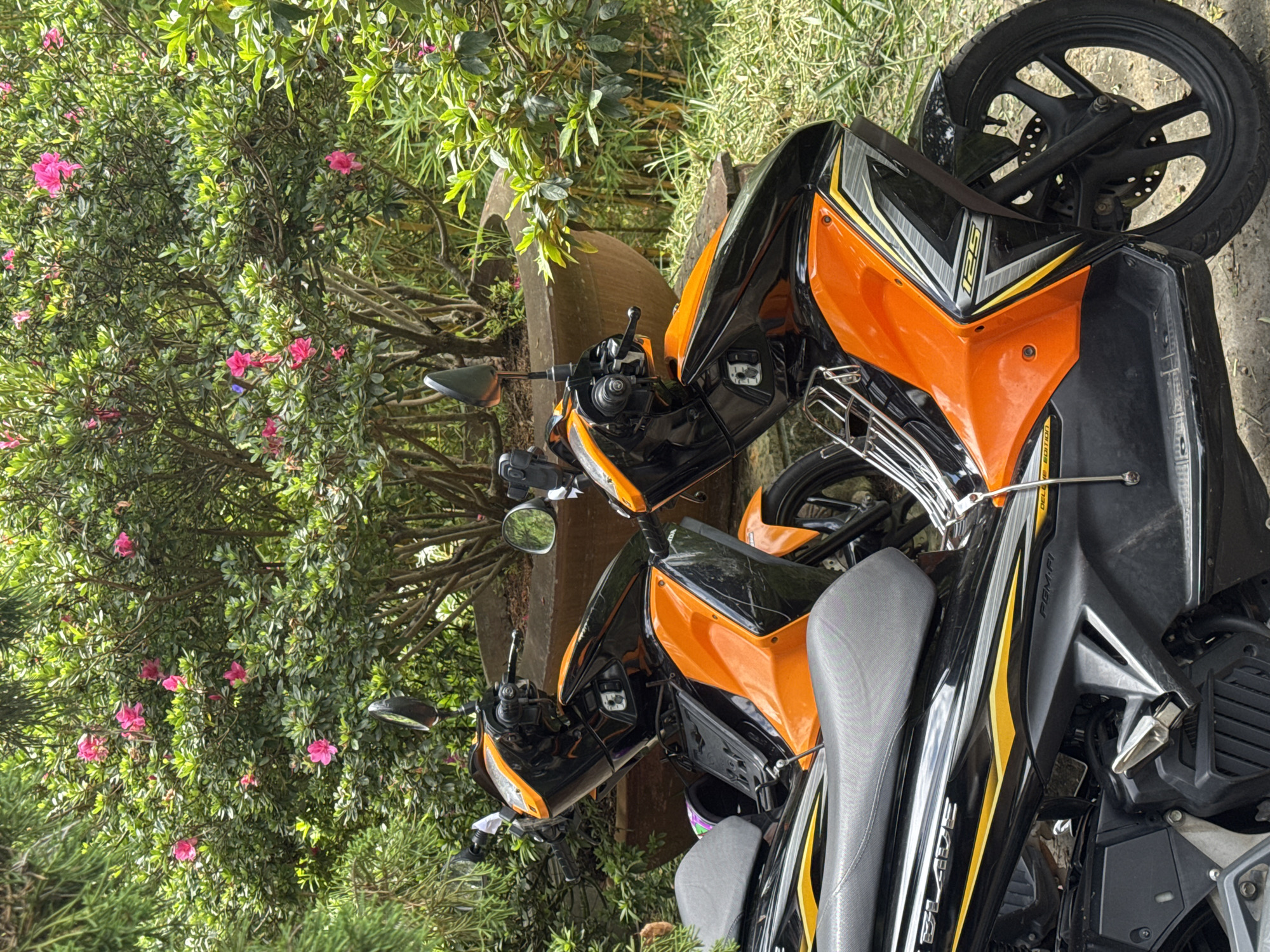 The image shows two orange and black motorcycles parked outdoors. The motorcycles are positioned side-by-side in the foreground, with their front ends facing towards the right of the frame. They are parked on a dirt or gravel surface. Behind the motorcycles is a large, round, terracotta pot containing a dense green bush with several bright pink flowers. To the right of the pot, there is a cluster of bamboo stalks. The overall environment appears to be a garden or a courtyard, likely in a residential or commercial area of Da Lat, Vietnam, given the vegetation and typical motorcycle presence. There are no people visible in the image. The lighting suggests it is daytime, with sunlight filtering through the foliage.