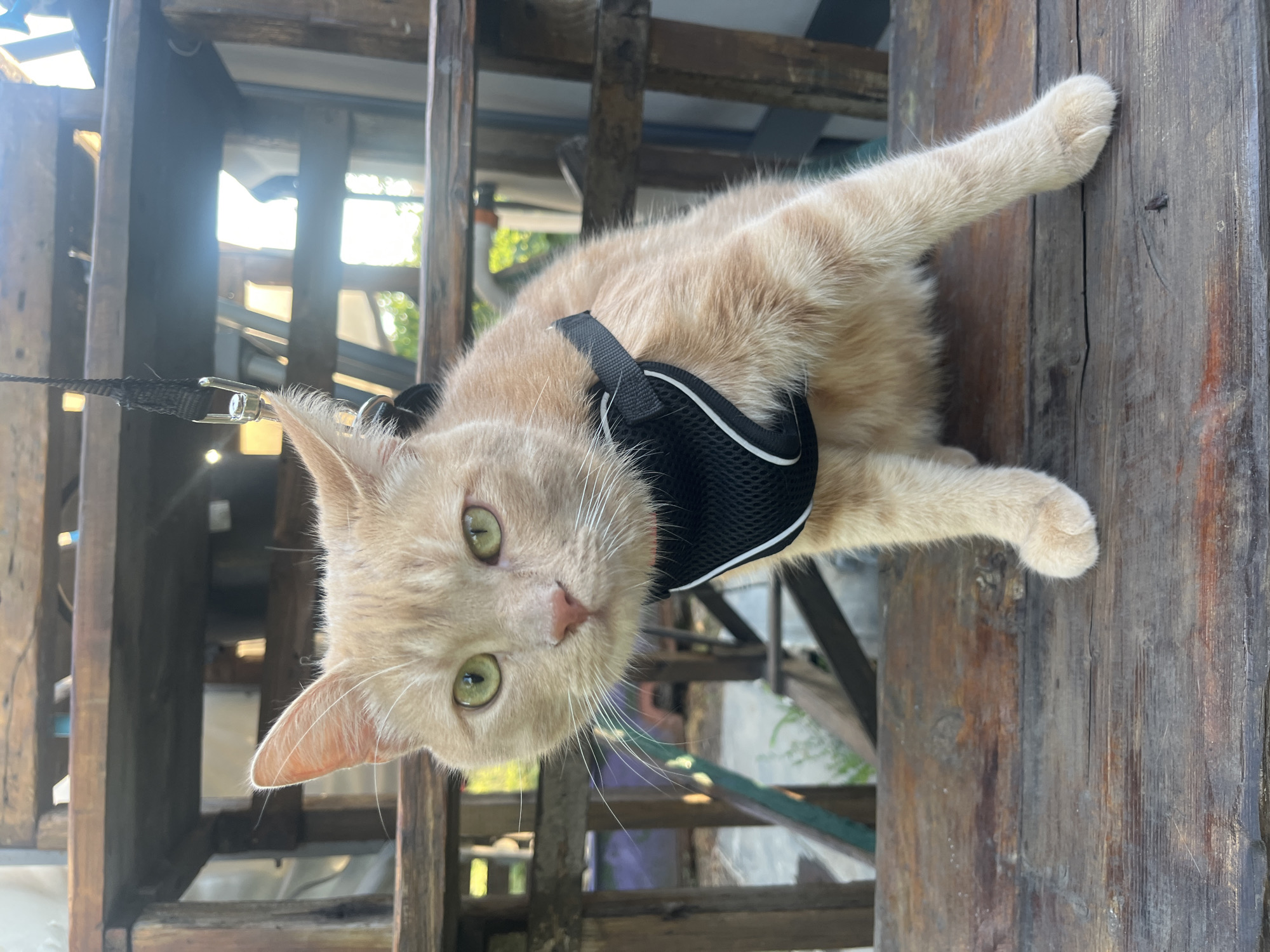 A medium shot shows an orange tabby cat wearing a black harness with white trim. The cat is sitting on a weathered wooden table. The cat's ears are pointed forward, and its green eyes are looking directly at the camera. Its whiskers are long and white. In the background, there are wooden structures that appear to be part of an outdoor seating area. Sunlight filters through the scene, creating a bright atmosphere. The location is Unknown, Unknown.