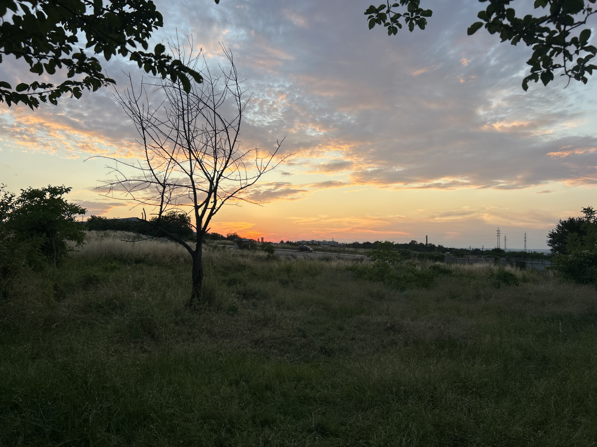 A wide shot captures a rural landscape during sunset, with the sky ablaze in hues of orange, pink, and purple. In the foreground, tall, dark green grass covers the ground, with a solitary, bare-branched tree standing in the center. The middle ground features a gentle slope dotted with green foliage and a few scattered trees. In the distance, a power line stretches across the horizon, and the faint outlines of buildings and industrial structures are visible. The scene is framed by dark green leaves and branches of trees in the upper corners, adding a natural border to the vista.
