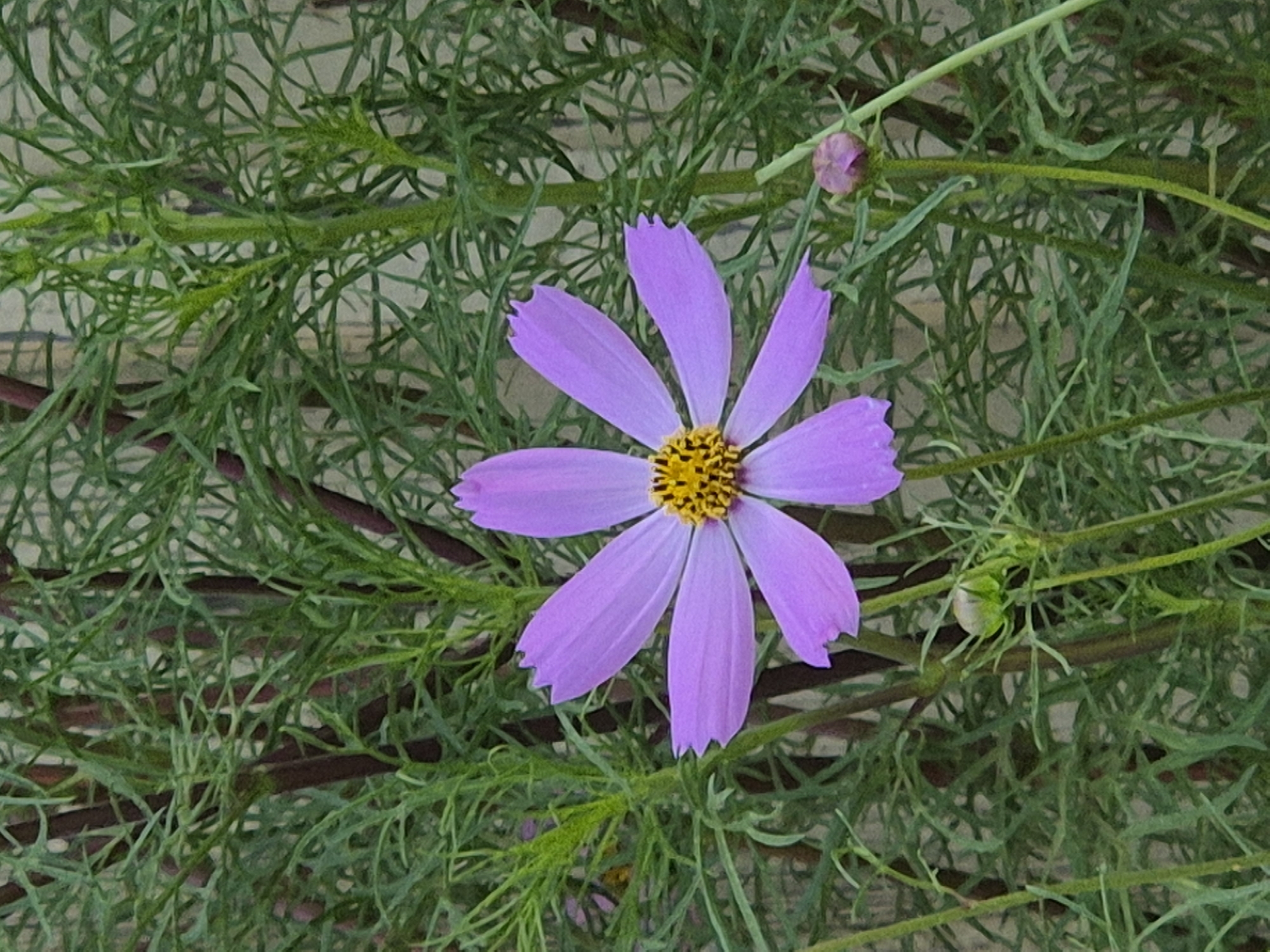 A single purple cosmos flower with a yellow center is in full bloom, positioned in the center of the frame. The flower has delicate, notched petals and is surrounded by lush green foliage. Several thin, vertical stems support the flower and other buds. In the background, the foliage appears dense and textured, with some darker, thicker stems interspersed among the finer green leaves. A small, unopened flower bud is visible in the lower right quadrant of the image. The lighting suggests it is daytime, with a soft, diffused light illuminating the scene. The image was captured in Парыцкі сельскі Савет, Belarus, likely in a garden or natural setting.