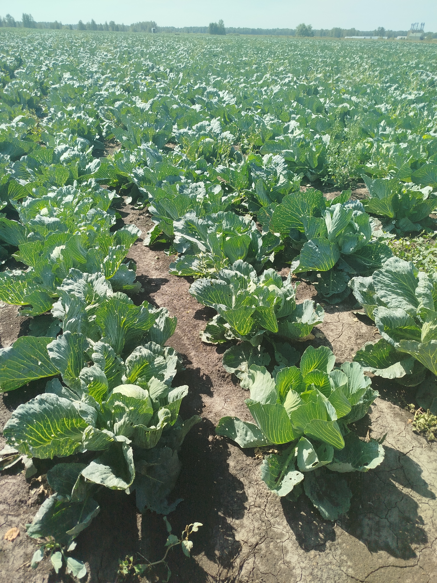 The image shows a large, open field planted with rows of green cabbage plants. The plants are dense and fill the frame, stretching into the distance. The ground is dry and cracked earth, with some sparse weeds growing between the plants. The sky is clear and blue, suggesting a sunny day. The scene appears to be an agricultural area, likely a farm. The location is stated as Дронова, Russia.