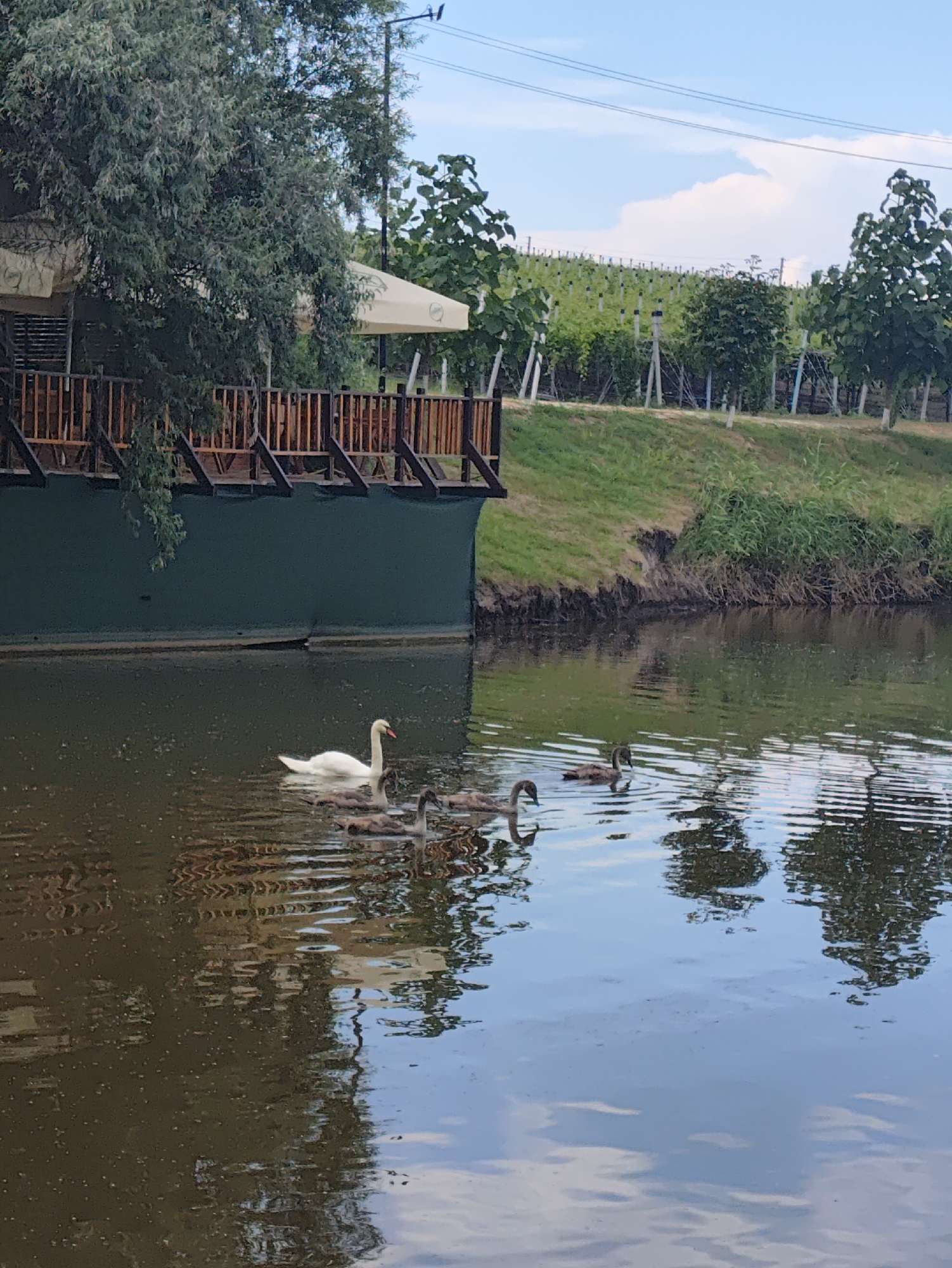 A serene scene unfolds on a calm body of water, likely a river or lake, adjacent to a waterfront establishment. A large white swan gracefully glides across the water, accompanied by a cluster of darker, juvenile swans. The water's surface is gently rippled, reflecting the surrounding trees and a cloudy sky. In the background, a wooden structure with a dark green base and a raised wooden deck is visible, adorned with beige umbrellas and wooden railings. Beyond the structure, a grassy embankment slopes upwards towards a vineyard, with rows of grapevines stretching into the distance. Power lines are visible against the sky. The overall impression is one of tranquility and natural beauty, possibly in a rural or semi-rural setting within the city of Strășeni, Moldova.