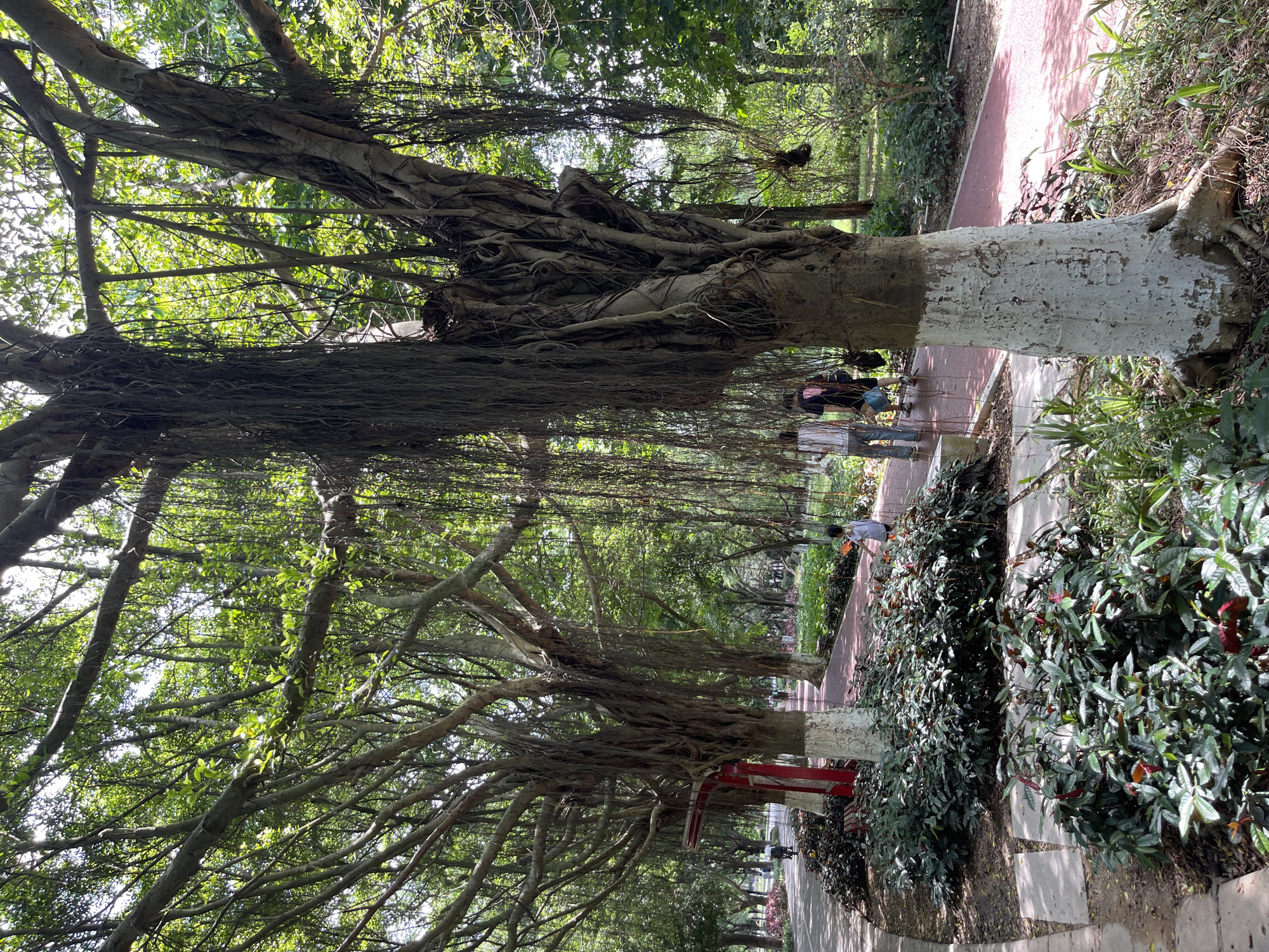 The image depicts a view of a park pathway in Panyu District, China, on a sunny day. The path, surfaced with red material, curves through a lush green environment dominated by large trees with aerial roots. In the foreground, a prominent tree with a thick, gnarled trunk, partially painted white near its base, stands to the right. Hanging aerial roots cascade down from its branches, creating a curtain-like effect. To the left, another similar tree is visible, with its trunk also showing a white-painted section.
The pathway is flanked by dense, low-lying green foliage with hints of red leaves. In the middle ground, several people are walking along the path. One individual, a child with a white shirt and dark shorts, is walking towards the right. Further down the path, two adults are walking away from the camera, one wearing a white shirt and jeans, and the other a dark shirt and shorts. A red structure, possibly a shelter or art installation, is partially visible behind the trees on the left. The background is filled with more trees and foliage, suggesting a well-maintained park or botanical garden. Sunlight filters through the canopy, creating dappled light on the ground and path.
