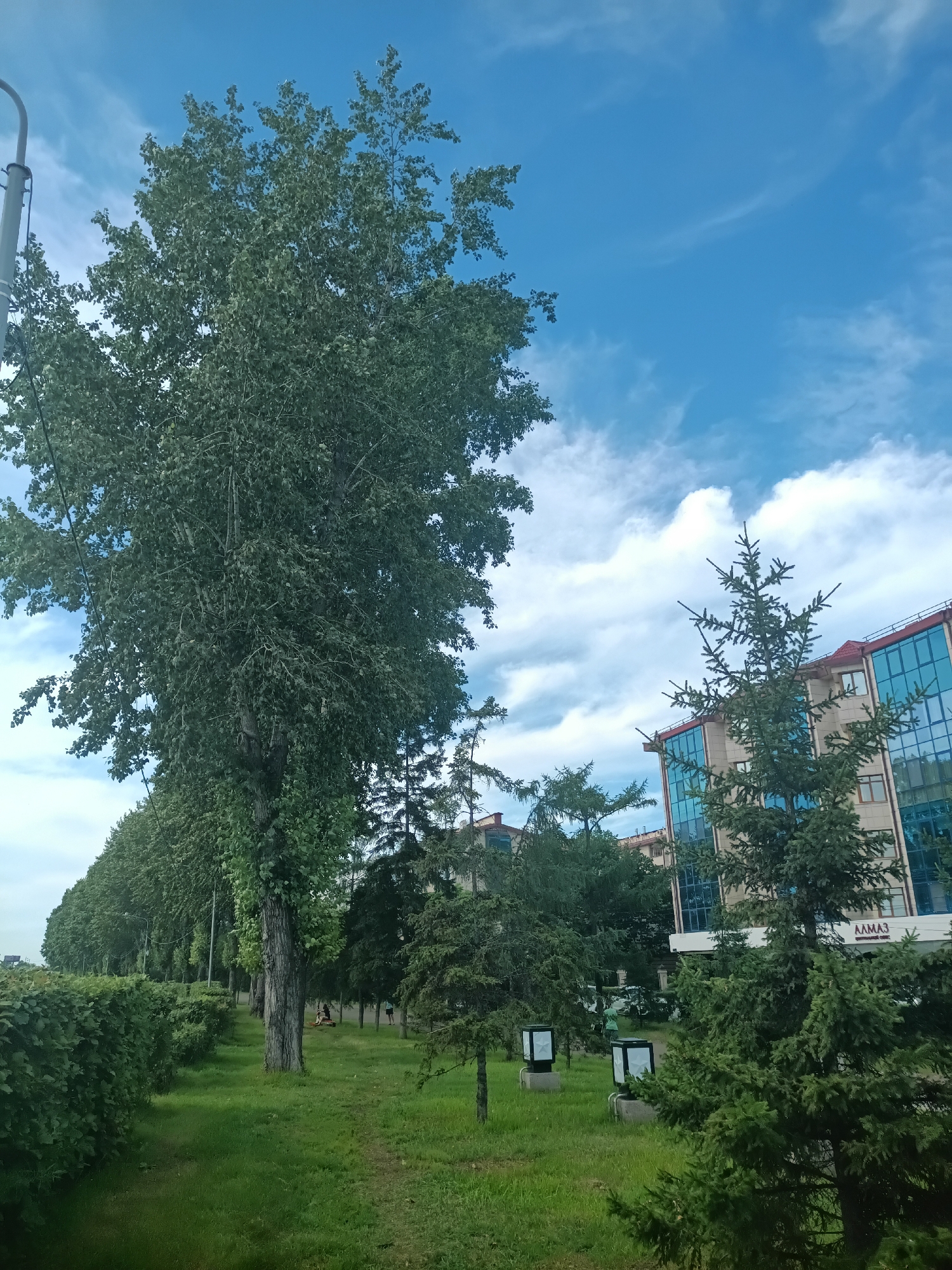 The image captures a street scene in Irkutsk, Russia, on a bright, cloudy day. A large, leafy tree dominates the left side of the frame, its branches reaching towards a blue sky dotted with white clouds. In the background, a modern building with glass-paneled windows and a red roof stands, with the word "АЛМАЗ" visible on its facade. Several fir trees are scattered throughout the park-like area in front of the building. The ground is covered in lush green grass, and neatly trimmed hedges line the left edge of the image. Two people are visible in the background, sitting on the grass, and another person stands near the building. Two square, modern streetlights with illuminated tops are also present on the lawn.