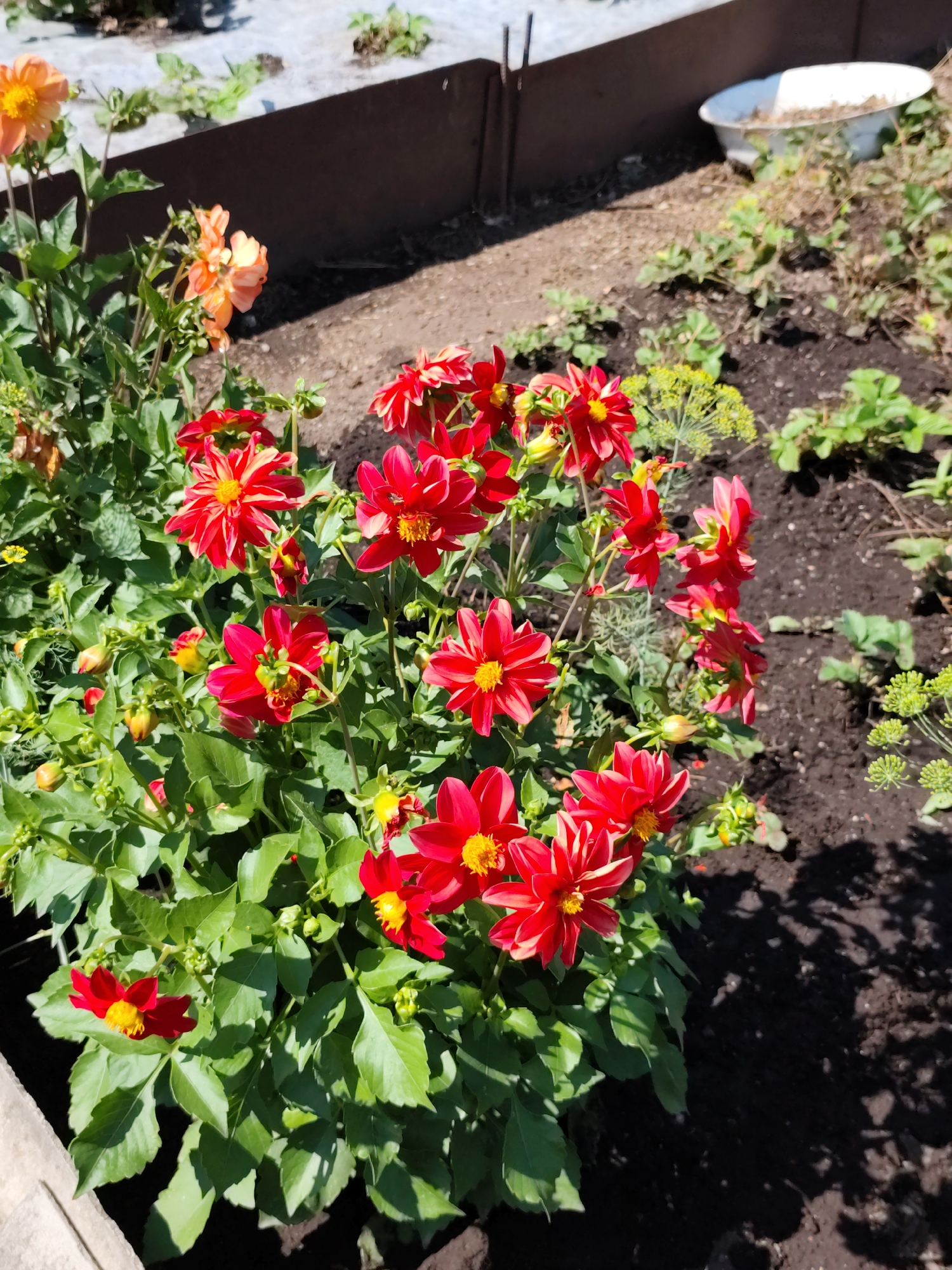 This is a close-up, eye-level, outdoor photograph of a cluster of bright red dahlias in full bloom. The flowers have multiple petals radiating from a yellow center. They are interspersed with green foliage and some unopened buds. In the background, a raised garden bed made of dark metal is visible, with dry earth and some sparse green plants. To the right, the dark soil of a garden bed is visible, with some small green plants and shadows from the dahlias. A white basin is also partially visible in the upper right background. The overall scene suggests a garden setting on a sunny day. The location is identified as Komsomolsk-on-Amur, Russia.