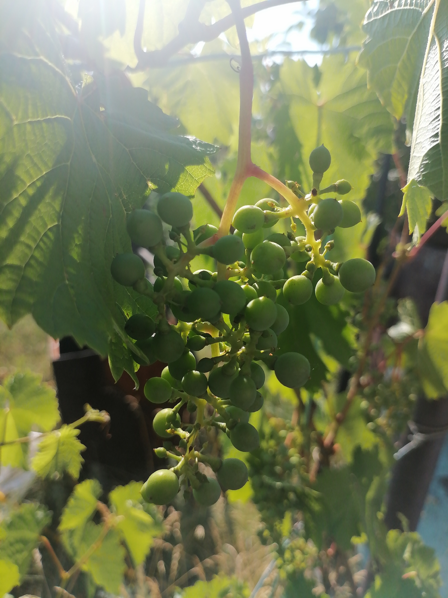 A close-up, low-angle shot captures a cluster of unripe green grapes hanging from a vine, illuminated by bright sunlight filtering through leaves. The grapes are small and round, attached to a thin, yellow stem. In the background, more green leaves and vines are visible, with a blurred, brown structure possibly a fence or trellis, and a hint of a blue sky. The scene appears to be outdoors in a garden or vineyard, possibly in Kozhokhovo, Kazakhstan, given the context. No people are present. The overall impression is one of natural growth and the early stages of fruit development.