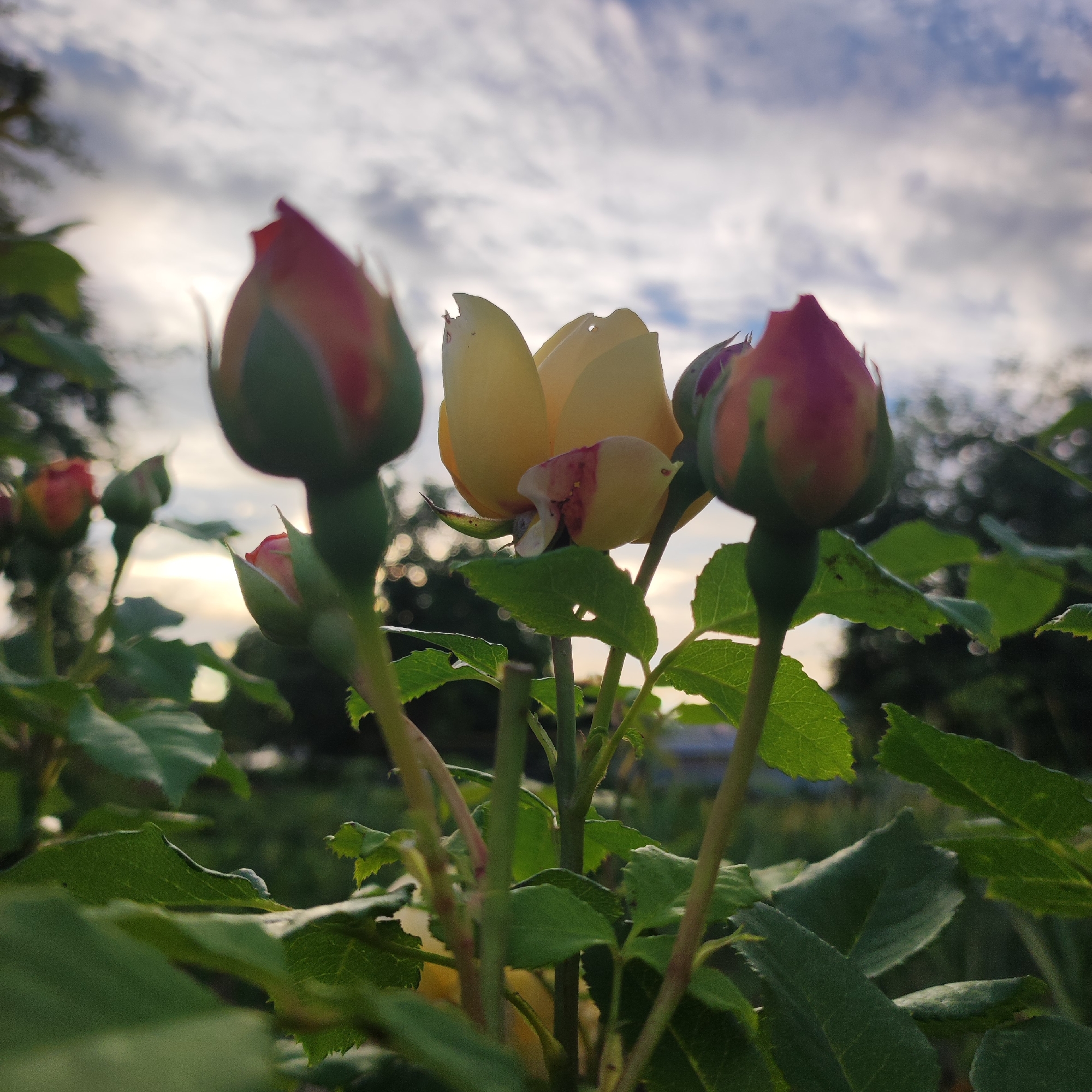 A low-angle shot captures a cluster of rose buds and a partially open yellow rose against a cloudy sky at dusk. In the foreground, several rose buds, primarily red with hints of green, are in sharp focus, their petals tightly furled. Behind them, a delicate yellow rose is beginning to unfurl, revealing splashes of red on its petals. The background is softly blurred, showing lush green foliage, trees, and the soft glow of the setting sun. The sky is filled with a mix of gray and white clouds, indicating a potentially overcast or post-rain evening. The overall mood is serene and natural, emphasizing the beauty of the blooming flowers in a garden setting. The image appears to be taken outdoors in Navoloki, Russia.