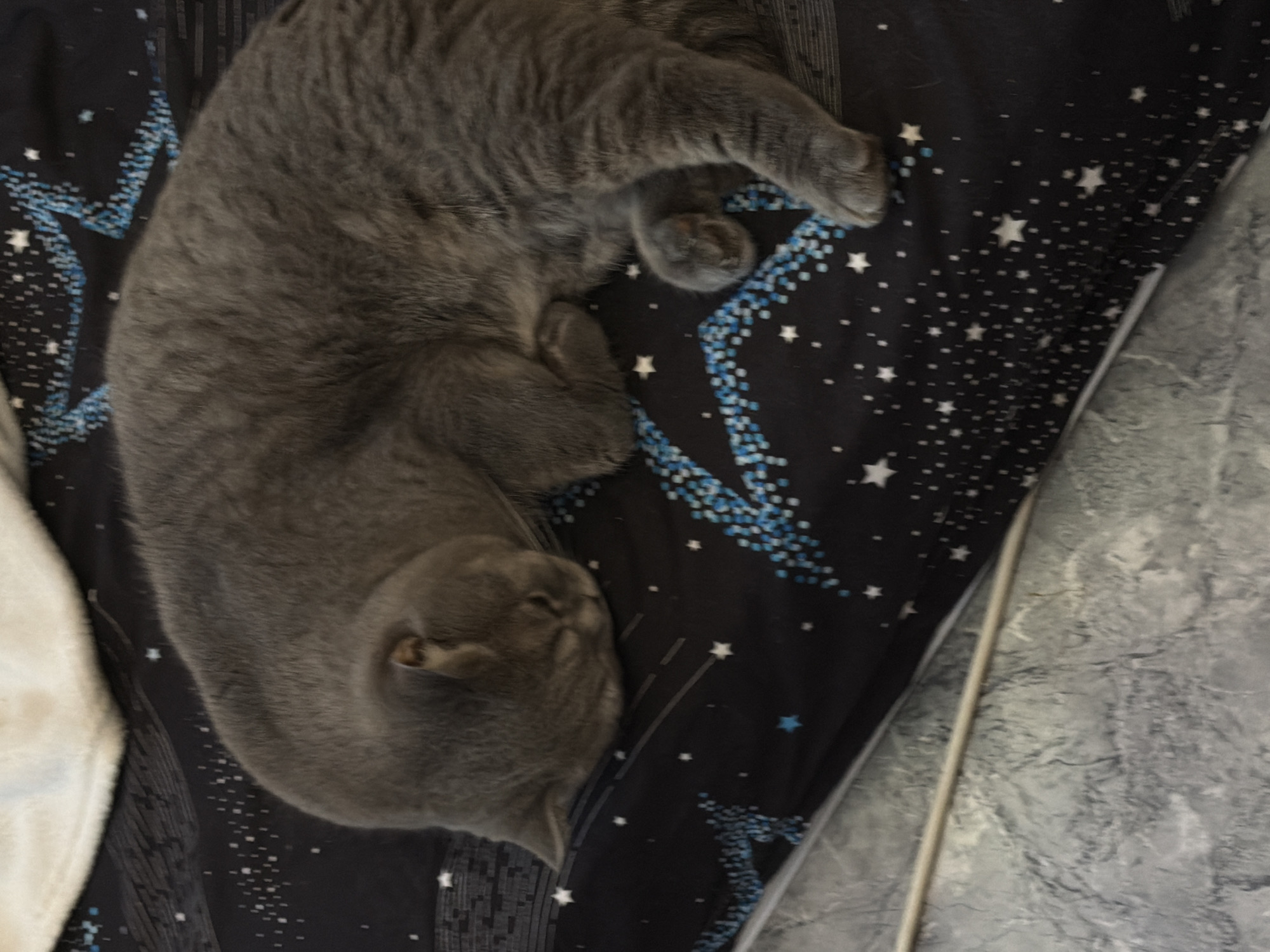 A grey, short-haired cat is captured lying on its side, appearing to be sound asleep or deeply resting. Its body is curled up, with its head facing towards the bottom left of the frame and eyes closed. Its paws are tucked close to its body, conveying a sense of comfort and relaxation.
The cat is resting on a dark blue or black fabric, likely a bedsheet or blanket, which is adorned with a celestial pattern. This pattern consists of numerous white and light blue stars of varying sizes, interspersed with scattered blue and white dots forming streaky or nebulous shapes.
To the left of the cat, a portion of a soft, light-colored blanket or fabric, possibly white or cream, is visible. On the right side of the frame, adjacent to the patterned fabric, is a flat, grey surface with a mottled or marbled texture, suggesting a floor or another piece of furniture. A thin, light-colored line delineates the boundary between the patterned fabric and this grey surface.
The image is taken from an overhead perspective and is oriented diagonally, giving the impression that the cat is lying at an angle. The overall scene suggests a peaceful indoor setting. There is no visible text in the image. The time of day and weather cannot be determined from the visual information.