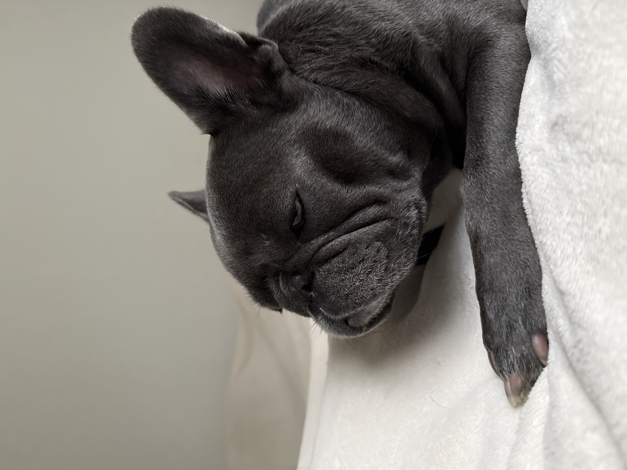 A close-up, eye-level shot shows a French bulldog resting on a white, plush surface. The dog, facing left in profile, has a dark gray coat. Its eyes are partially closed, and its characteristic wrinkled muzzle is prominent. One of its front paws is visible in the foreground, resting on the surface. The background is a plain, light-colored wall. The location is identified as Bad Sachsa, Germany.