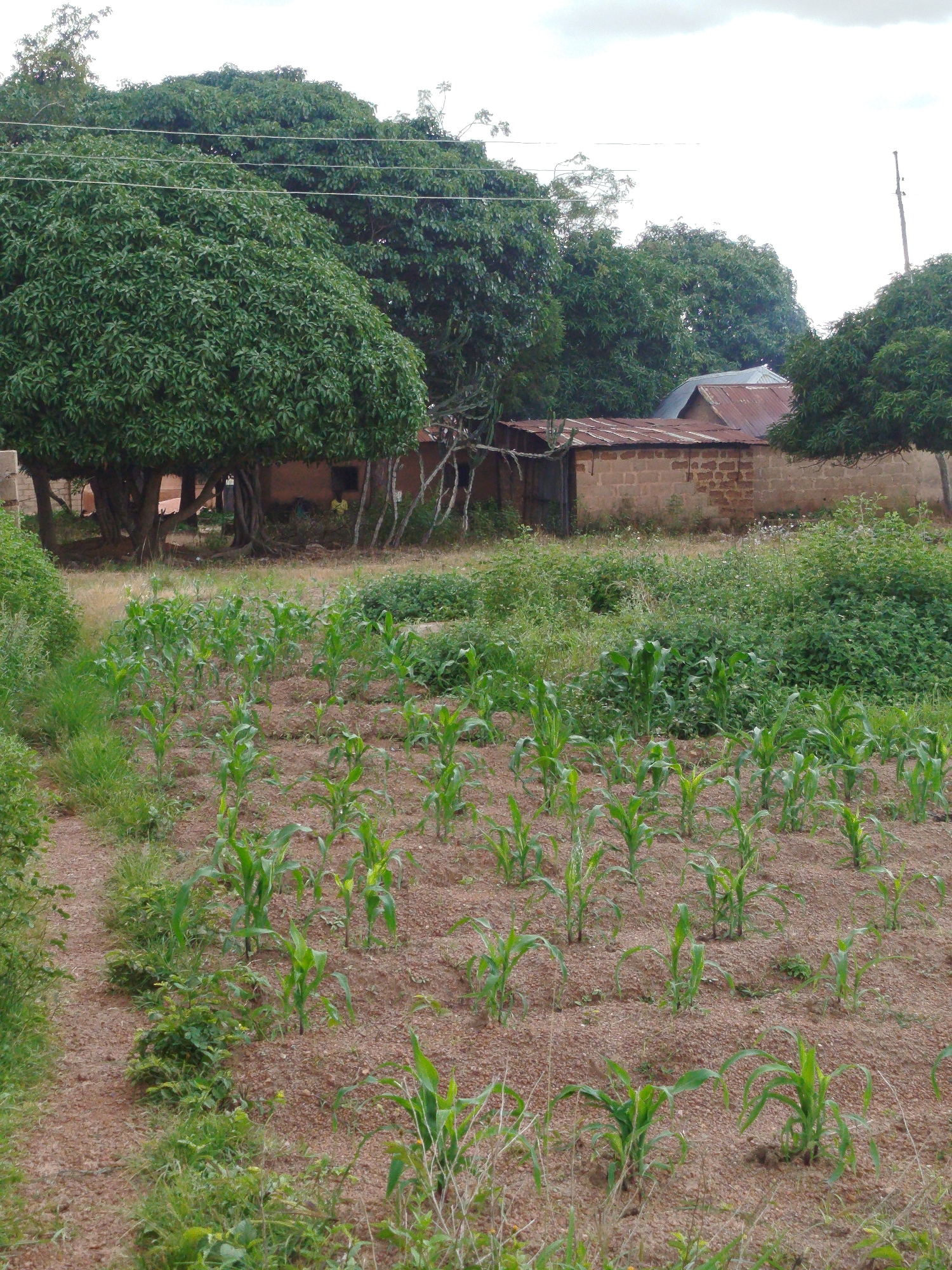 The image shows a rural scene in Barakin Sabawa, Nigeria, with a cultivated field in the foreground. The field is planted with rows of young corn stalks, which are about knee-high and have vibrant green leaves. The soil appears reddish-brown and is slightly rocky. The field is bordered by a dirt path on the left and an area of taller green vegetation and grass on the right.
In the background, there are several trees with lush green foliage, including what appears to be a large mango tree. Behind the trees, a brick building with a rusted corrugated metal roof is visible. A smaller structure, possibly a shed, is attached to the building. The overall environment suggests a residential area within a village or small town, characterized by a mix of agriculture and housing. The sky is overcast, with pale grey clouds. There are no people directly visible in the scene.