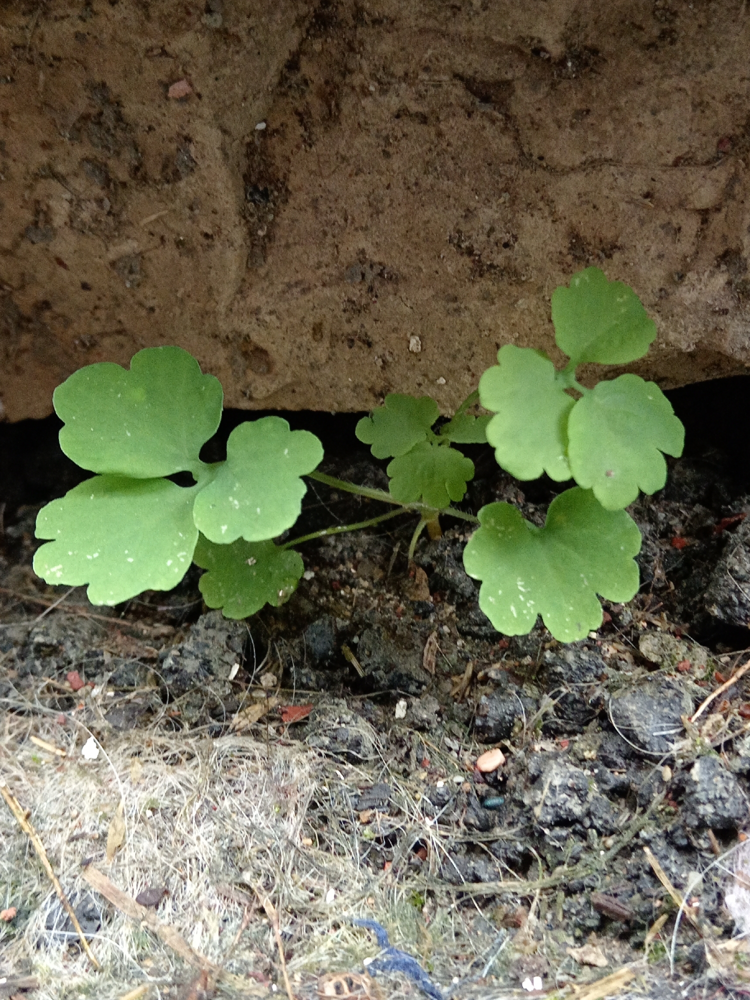 A close-up, ground-level shot shows a small, green plant with multiple lobed leaves growing in a crevice between two rough, earthy surfaces, possibly part of a building foundation or a rock formation. The plant appears healthy and well-lit. The surrounding soil is dark and appears moist, with some debris such as small pebbles and dry grass visible. The overall impression is one of nature's resilience, with the plant thriving in an otherwise harsh environment. The image was taken in Uchkeken, Russia, where this scene is not uncommon in the diverse terrain of the region.