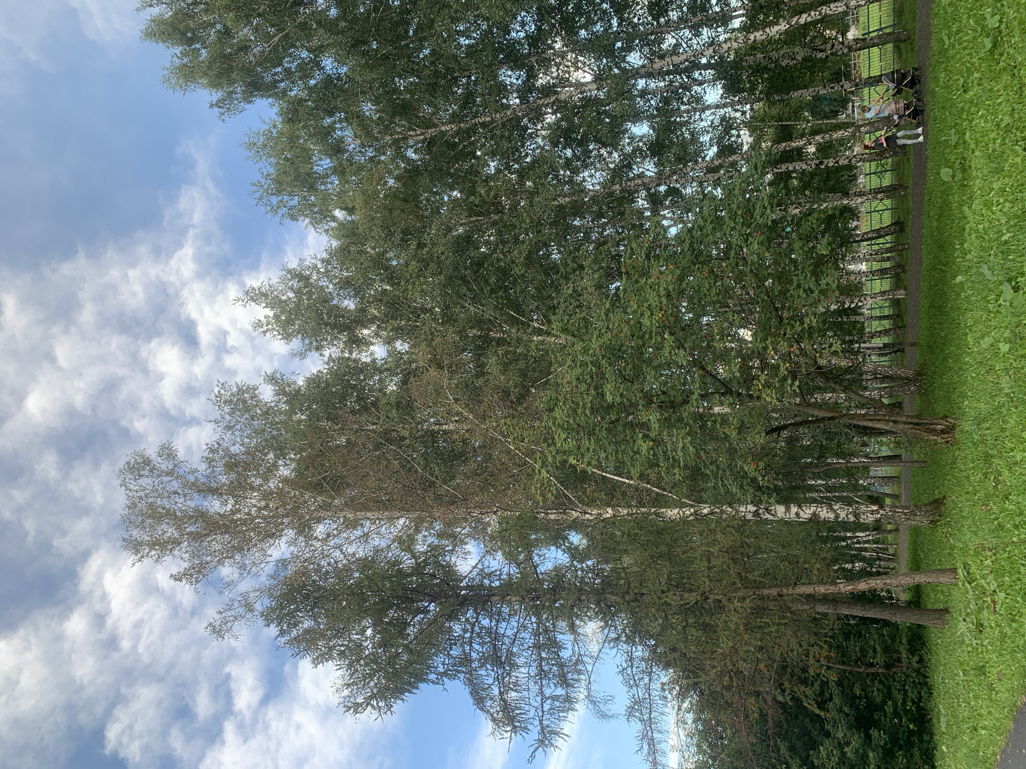 The image shows a park area with a dense stand of birch and other deciduous trees. The sky above is blue with scattered white clouds. In the foreground, there is a grassy area and a paved path. On the path, two individuals are walking, one pulling a stroller and the other pushing a stroller. A green metal fence runs along the edge of the park. The overall scene depicts a pleasant, everyday moment in a public green space. The specific location within the city of Prokopyevsk, Russia, is not identifiable from the visual information alone.
