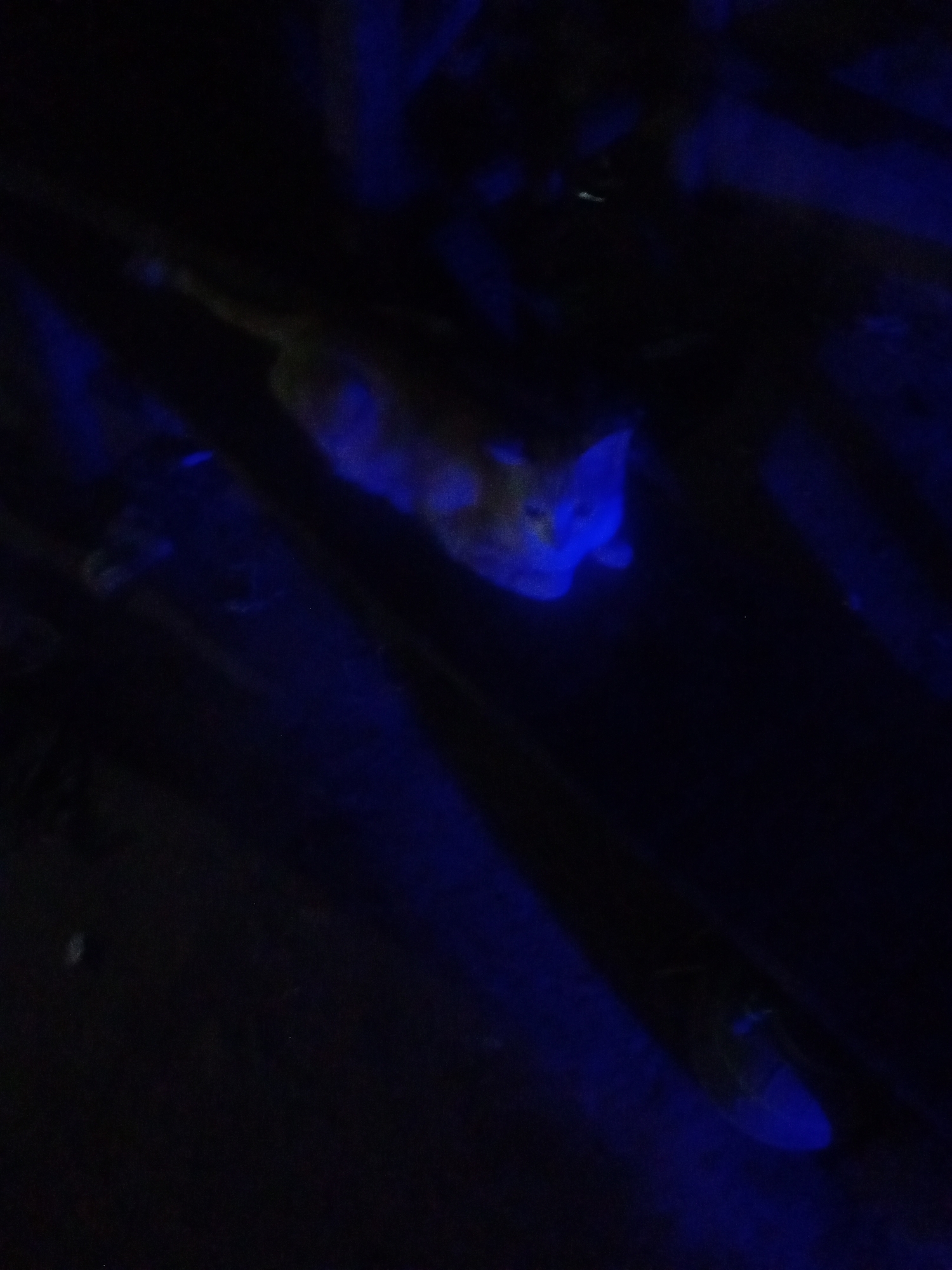 The image shows a close-up, low-light shot of a cat's face bathed in blue light. The cat appears to be a ginger tabby with distinct orange fur visible around its muzzle and ears, contrasting with the vibrant blue illumination. Its eyes are large and appear to be glowing, reflecting the blue light. The background is very dark and blurry, making it difficult to discern any specific details about the environment. The cat's expression is somewhat startled or alert, with its ears pricked forward. The overall mood is mysterious and somewhat eerie due to the dramatic lighting. It is not possible to determine the time of day, weather, or specific location beyond what can be inferred from the subject matter. There is no visible text in the image.