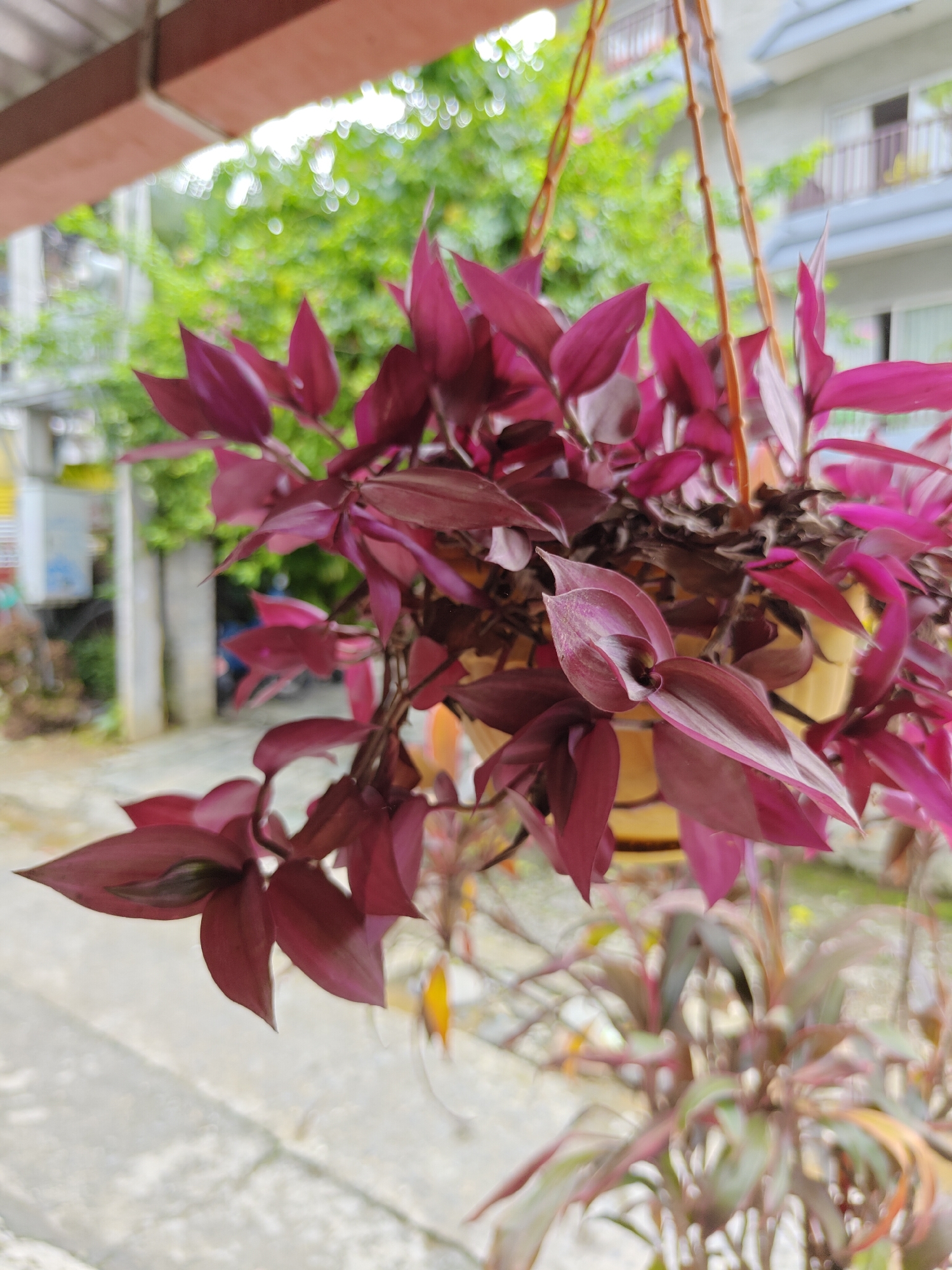 A potted plant with deep purple and pink leaves hangs from a support beam, with a blurred background showing buildings and greenery. The plant is in the foreground, and the focus is on its vibrant foliage. The scene appears to be an outdoor setting, possibly a balcony or porch in Pokhara, Nepal, given the architectural style of the building in the background and the lush vegetation. There are no people visible in the image. The lighting suggests it's daytime.