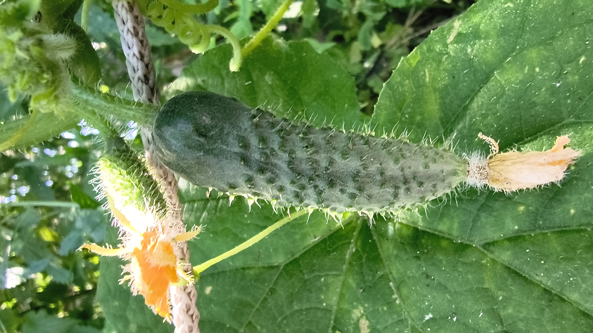 A close-up, vertical, eye-level shot captures a young cucumber on a vine, still attached to its plant. The cucumber is dark green with visible white spines and a small, withered orange flower at its base. To the left, another small, green cucumber is in focus, alongside a bright orange flower. The background is blurred, showing green foliage and hints of sunlight filtering through. The scene appears to be outdoors, possibly in a garden. The location is identified as Mikhaylovka, Russia.