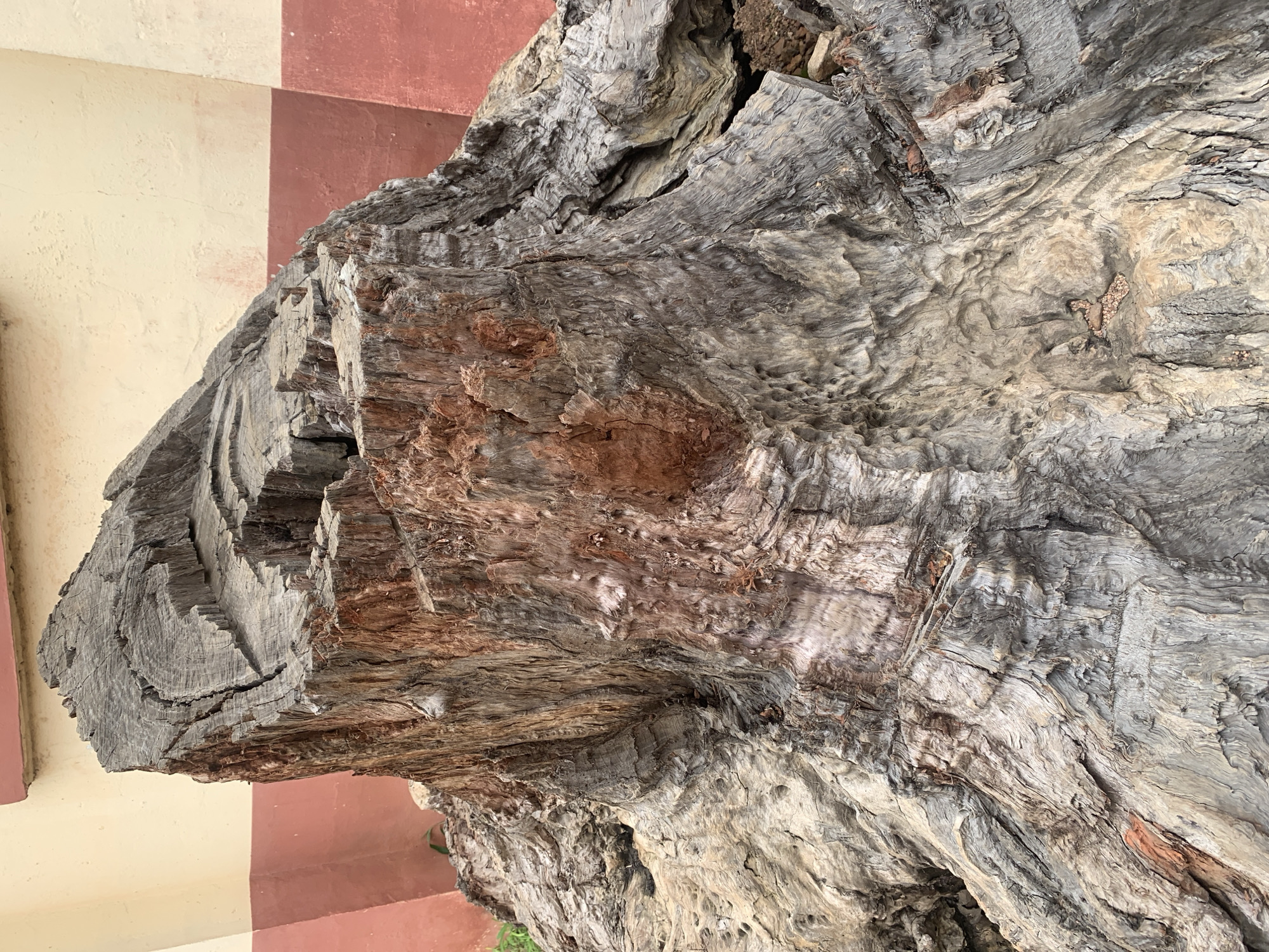 The media file is a close-up, horizontal shot of a large, gnarled piece of weathered wood. The wood displays a complex texture with deep crevices, rough grain, and varying shades of gray, brown, and a reddish-brown hue. The surface is highly detailed, showing evidence of age and exposure to the elements.
In the background, a wall with alternating bands of cream and reddish-brown color is visible. This wall suggests an outdoor setting, possibly part of a building or structure.
No people or specific activities are depicted. The focus is entirely on the texture and form of the wood, highlighting its natural patterns and imperfections. The lighting appears to be natural daylight, casting subtle shadows that emphasize the wood's contours. The location context provided is Kuru Karama, Nigeria, which might inform the type of wood or its environment, but no specific landmarks or cultural cues are directly visible in the image itself. No text is present in the media file.