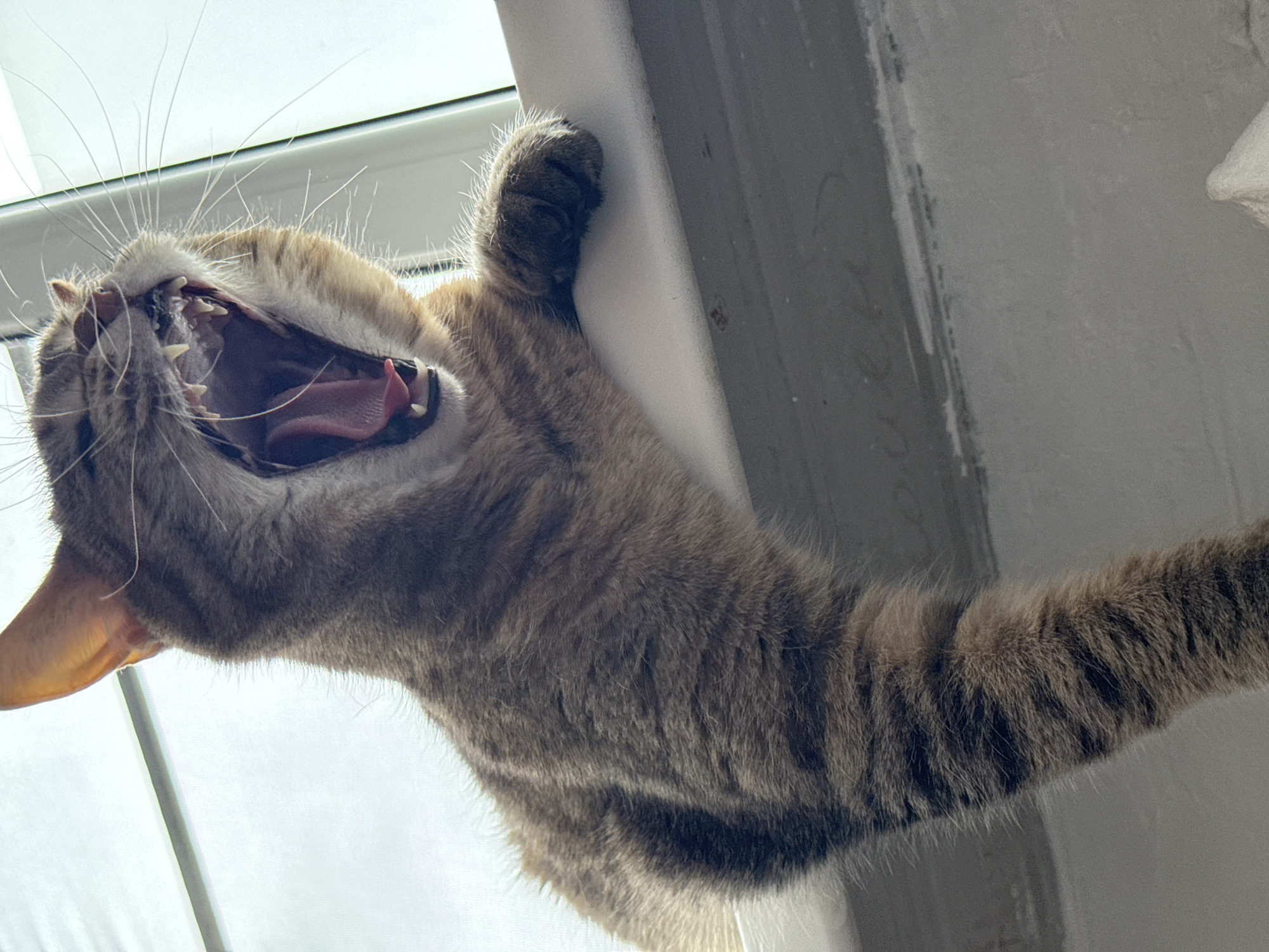 An angled, close-up shot captures a brown and grey tabby cat in the midst of a wide yawn or stretch. The cat's mouth is open, showcasing its sharp teeth, pink tongue, and the roof of its mouth. Long, white whiskers extend prominently from its muzzle. One front paw is raised and firmly gripping a light-colored, possibly white, window frame or sill, indicating it is stretching or playfully clinging to the structure. The cat's striped fur pattern is clearly visible across its body and extended leg. Bright, diffused white light from an unseen window dominates the background on the left side of the frame, suggesting it is daytime. On the right, a textured grey wall or vertical structural element is visible. The scene appears to be an indoor setting. No visible text is present in the image.