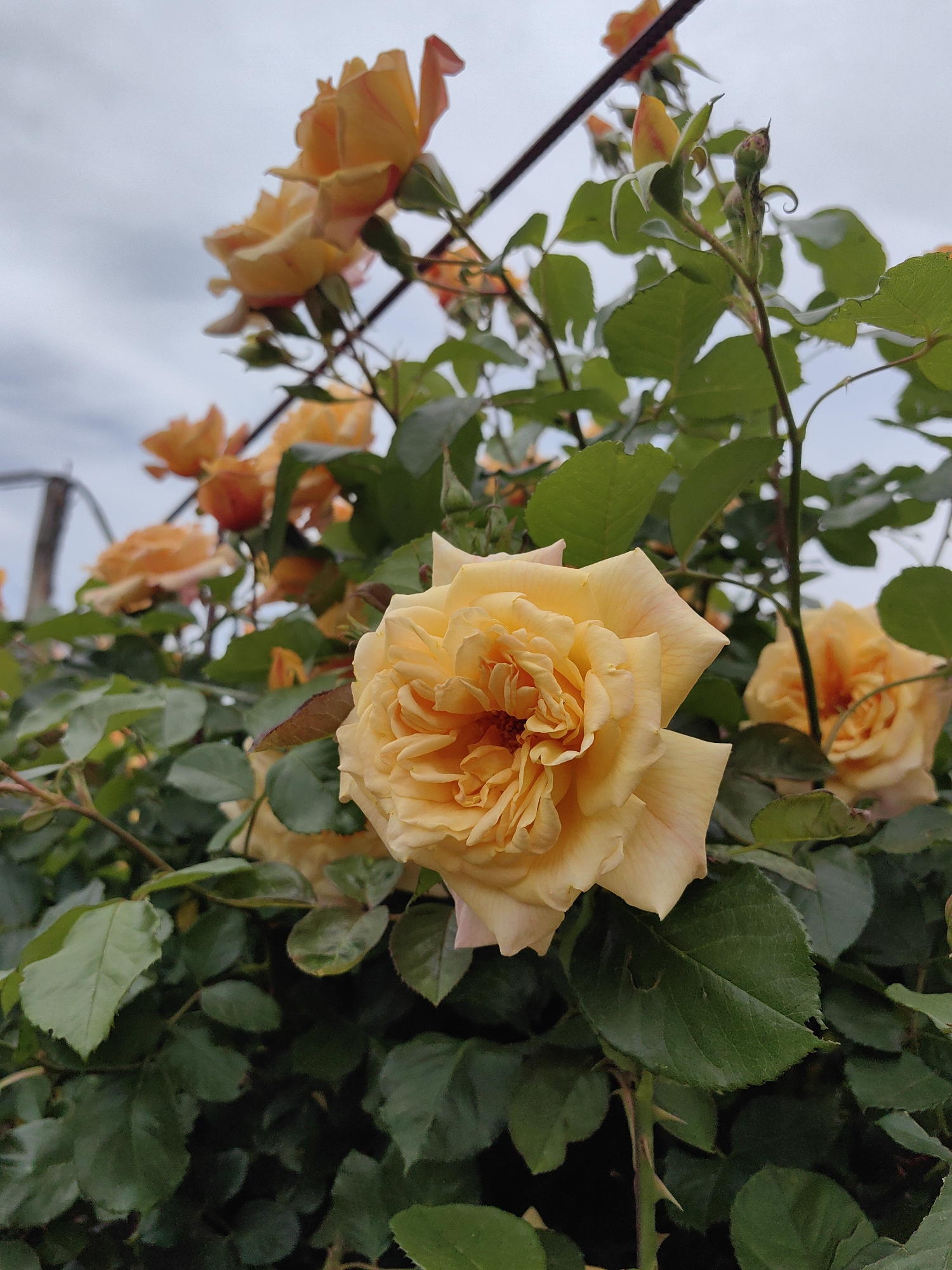 An extreme close-up shot features a blooming yellow rose in the foreground, its petals ruffled and tightly packed. The rose is surrounded by lush, dark green foliage and other smaller, out-of-focus yellow roses and buds. A thin, dark stem with small thorns is visible towards the bottom left. The background is a hazy, overcast sky. The image has a shallow depth of field, with the main rose in sharp focus and the rest of the scene blurred. The overall impression is one of natural beauty and botanical detail. There are no people or man-made structures visible in the immediate vicinity of the roses. The location is described as Unknown, Unknown.