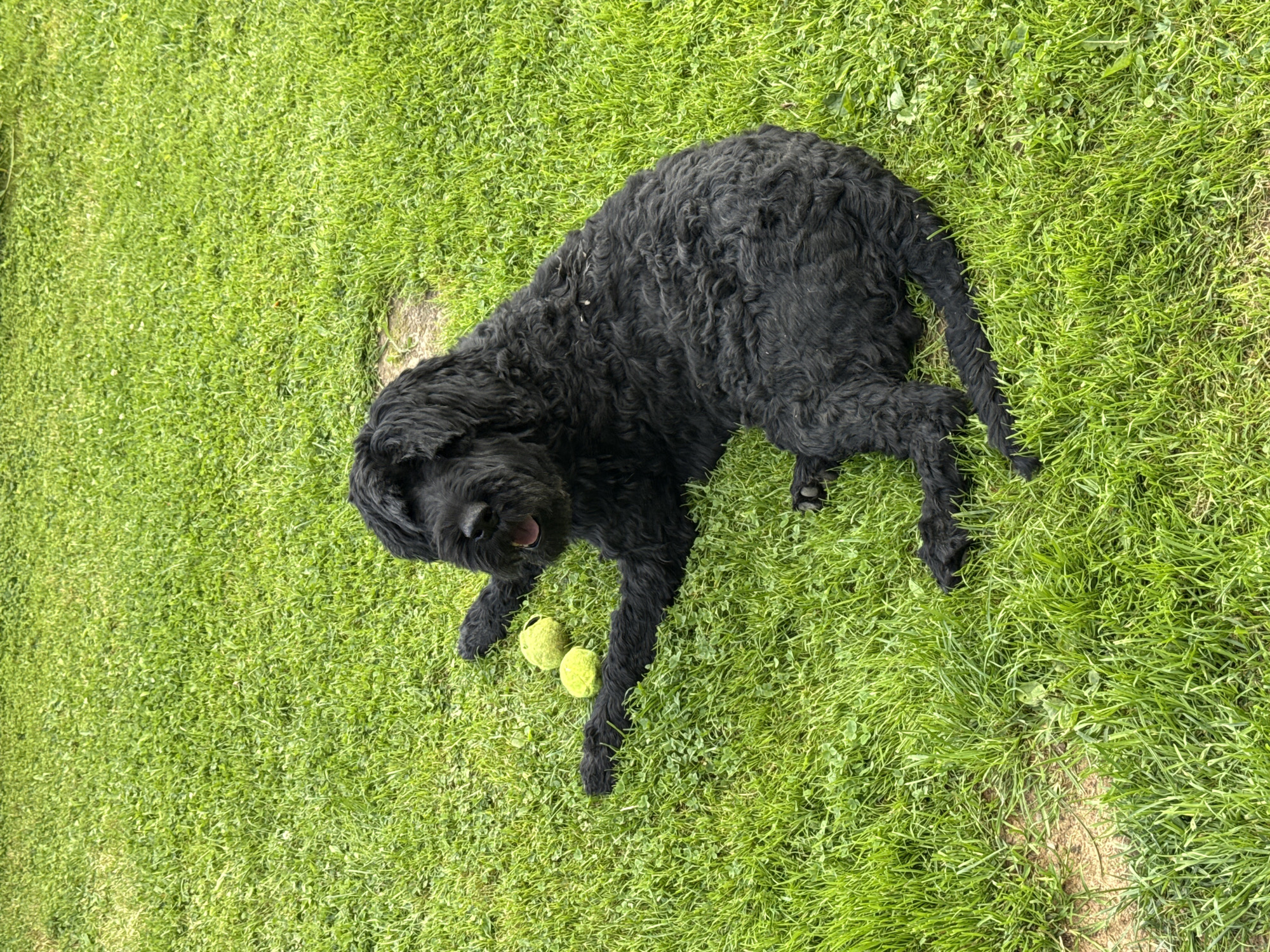 A large, black, curly-haired dog lies on its side in a grassy area. The dog's mouth is open, and its tongue is visible. Two tennis balls are placed in front of the dog, near its paws. The grass is green and appears to be well-maintained. The background consists of more grass. This scene is set in a residential yard in Mahilyow, Belarus.