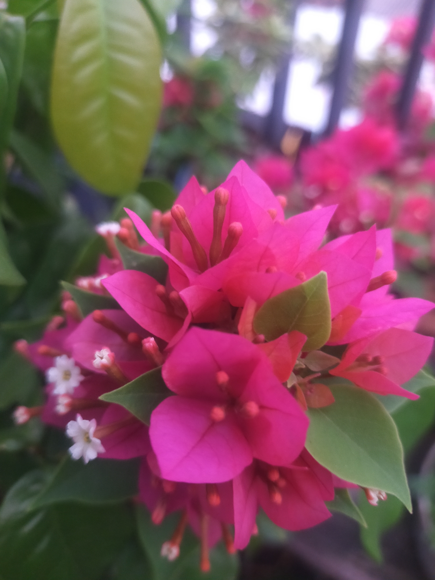 In Tegalandong, Indonesia, a close-up shot focuses on a cluster of vibrant fuchsia bougainvillea flowers and their surrounding green leaves. The foreground is dominated by these brightly colored bracts, some of which are unfurled, revealing delicate, tiny white flowers with yellow stamens at their center. The bougainvillea blooms are tightly packed, creating a sense of abundance. Interspersed among the flowers are pointed, lance-shaped green leaves, some with a lighter, almost chartreuse hue, and others a deeper forest green. The background is softly blurred, hinting at a fence or trellis structure with vertical elements and indistinct shapes of more pink flowers and greenery. The lighting suggests an outdoor setting, possibly during daytime, with a soft, diffused illumination.