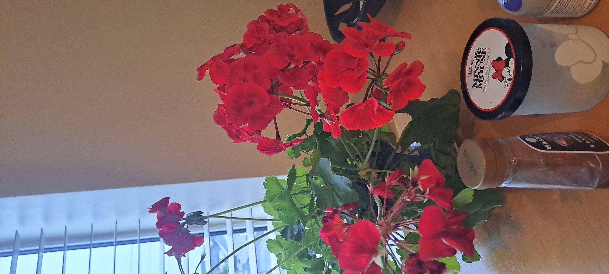 The image shows a close-up of a potted plant with bright red flowers, likely geraniums, in the foreground. The plant is placed on a wooden surface. To the right of the plant are two cylindrical objects: a small glass bottle with a brown lid, partially filled with a dark liquid, and a white container with a black lid, which appears to be a scented candle with a "Disney Minnie Mouse" label. Further to the right, a portion of another cylindrical object, possibly a spray can, is visible. In the background, a window with horizontal blinds is partially visible, letting in natural light. The wall behind the objects is a plain, neutral color. The overall scene appears to be an indoor setting, possibly a home or a shop. There are no people visible in the image. The lighting suggests it is daytime. The specific location in the city of Castlebar, Ireland, cannot be determined from the visual information provided in the image.
