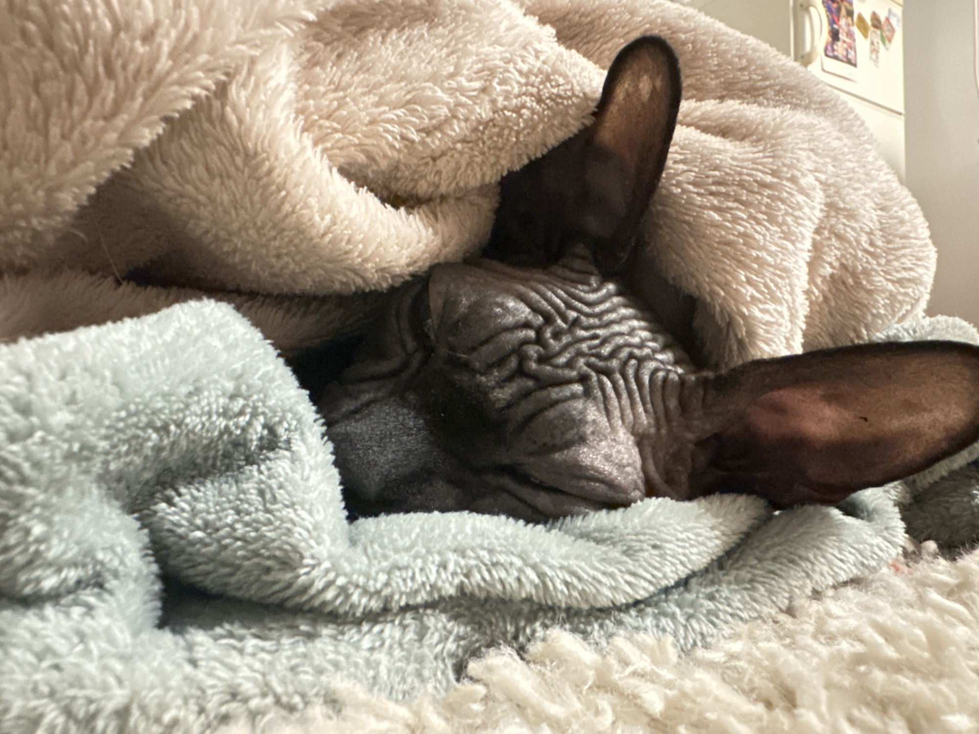 A Sphynx cat is shown deeply snuggled within an assortment of fluffy blankets, appearing to be asleep or resting. The cat's hairless, wrinkled head and large, pointed ears are visible, peeking out from the warm coverings. Its eyes are closed, indicating a state of repose.
The dominant colors in the image are the various textures and shades of the blankets: a prominent light beige or cream-colored fluffy blanket covers the cat's back and head, while a light blue or teal-colored fluffy blanket wraps around its front. A third, possibly white, extremely fluffy surface is visible at the very bottom, likely serving as a bed or floor covering.
The setting appears to be an indoor, domestic environment, suggested by the blurred background which includes what looks like a part of a refrigerator or cabinet with faint, indistinguishable items (possibly magnets or notes) attached. The lighting is soft and ambient, contributing to a cozy and peaceful atmosphere. The image conveys a sense of warmth and comfort, highlighting the cat's serene state. No discernible text is visible within the image. This scene was captured in Budva, Montenegro.