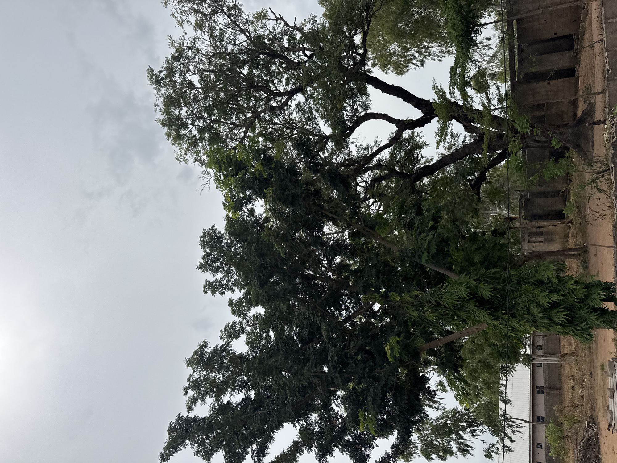 The image depicts an outdoor scene dominated by a large tree with dark, thick branches and dense green foliage in the foreground. To the left of this tree, another tree with lighter green, feathery leaves is visible, and further left, a building with a white roof and several windows can be seen. Behind the main tree, a concrete wall runs horizontally, with gaps that suggest entrances or openings. The sky above is overcast with a light grey hue. The ground is a mixture of dry earth and sparse vegetation. The location is identified as Jauro Yinu, Nigeria.