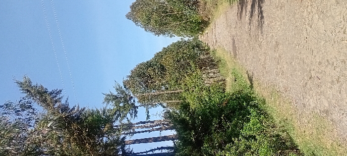 A dirt road stretches towards the horizon under a clear blue sky. Dense green trees and shrubs line the road's edge on one side. The other side is marked by taller, slender trees. Power lines are visible against the sky. The landscape suggests a rural or forested area.