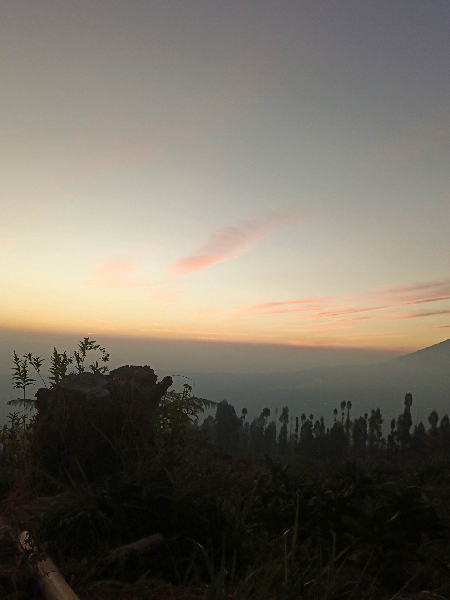 The image captures a serene landscape scene, likely at dawn or dusk, overlooking a valley from a higher vantage point. The sky displays a gradient of colors, transitioning from a pale yellow at the horizon to a muted grey at the top, with soft pink streaks of clouds adding a touch of color.
In the foreground, a dark silhouette of vegetation, including grasses and what appears to be a fallen tree trunk or large root system, dominates the lower left quadrant. Several slender plants with thin leaves rise from this mass. To the right of the foreground, the landscape descends into a hazy valley, dotted with numerous tall, dark silhouettes of trees, creating a stylized, almost abstract pattern against the lighter background. Further in the distance, a faint outline of a mountain or large hill is visible on the far right.
The overall impression is one of natural beauty and tranquility. The low light conditions suggest it is not the middle of the day.
The prompt states the location is the city of Butuh Kidul, Indonesia. While the image itself does not contain explicit markers for this specific location, it depicts a mountainous or hilly terrain with a valley and dense vegetation, which is consistent with geographical features found in many parts of Indonesia, including regions surrounding Butuh Kidul.
There are no people, animals, or specific human-made structures visible in the image. The focus is entirely on the natural environment and the atmospheric conditions of the sky.