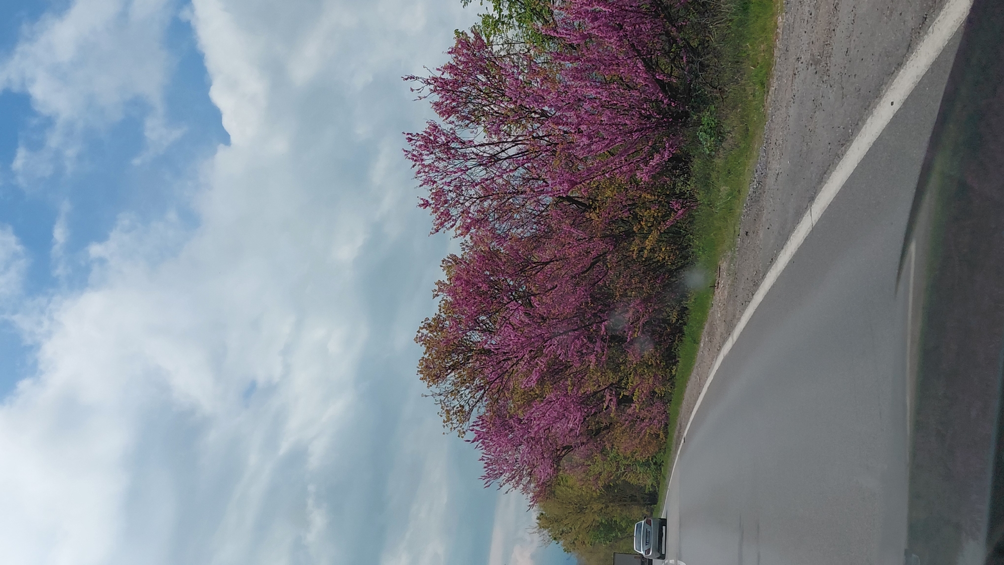 The image depicts a road scene under a cloudy sky. A gray asphalt road with a white line marking the edge curves to the right. On the right side of the road, there are trees with vibrant pink blossoms, seemingly lining the road. A vehicle is partially visible at the bottom of the image, appearing to be on the road. The location is described as Unknown, Unknown.