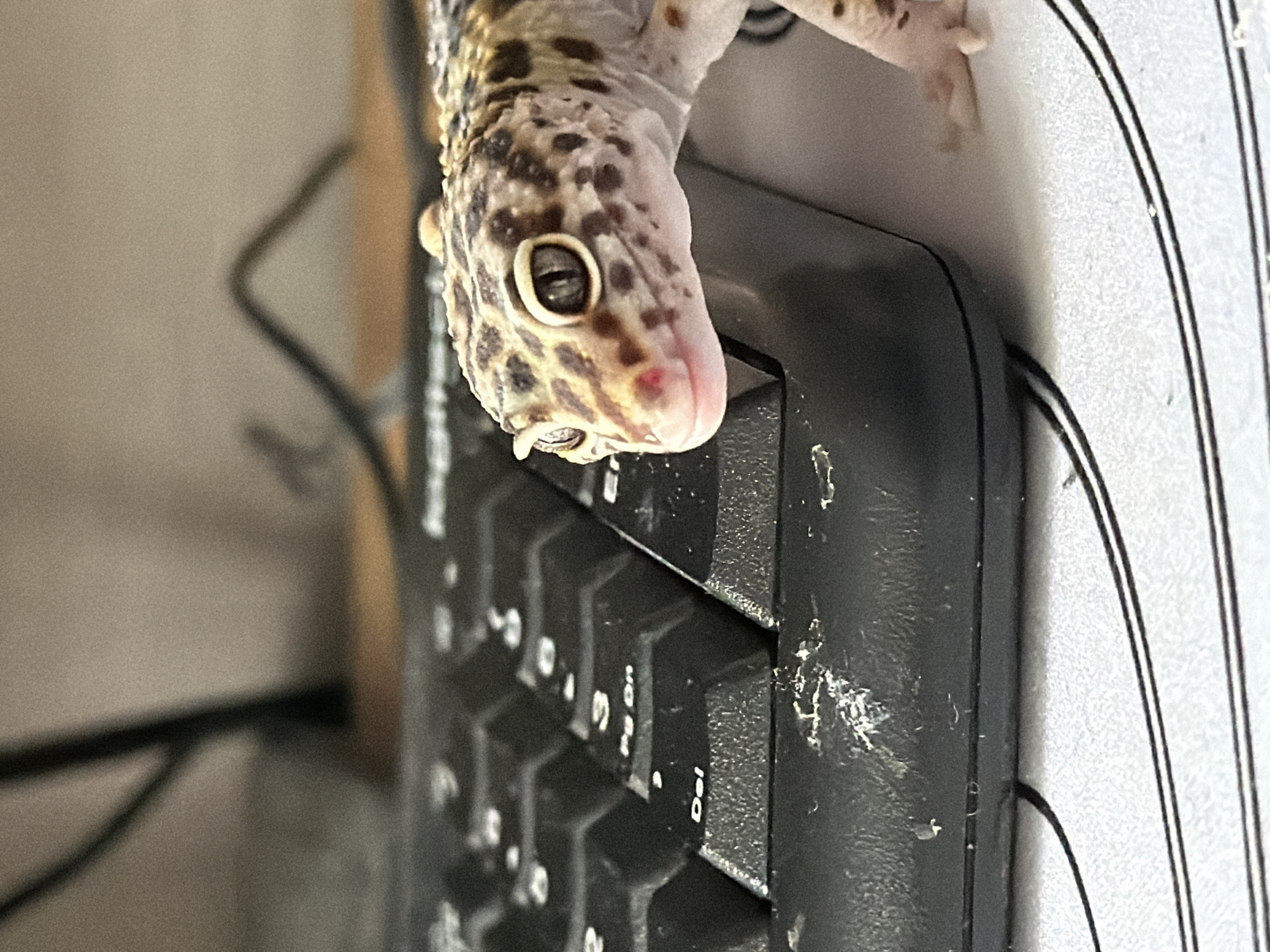 A close-up, top-down shot features a leopard gecko perched on the edge of a black computer keyboard in an indoor setting, likely Izhevsk, Russia. The gecko, with its characteristic spotted pattern of dark brown and black on a lighter tan and cream body, is prominently displayed. Its head is lowered, and its large, distinctive eyes with vertical pupils are clearly visible. A tiny, pinkish tip of its tongue or snout is just visible, and there's a small reddish mark near its nostril.
The keyboard occupies the lower right portion of the image. Visible keys include "Del" and another key with "on" rotated vertically. The keyboard's surface shows some wear and dust. To the right of the keyboard, a light-colored surface with thin black lines, possibly a mouse pad or a document, is visible. The background is blurred, showing soft, light brown tones, suggesting a wall or furniture, and indistinct dark lines which are likely wires or cables. The lighting appears to be artificial, typical of an indoor environment.