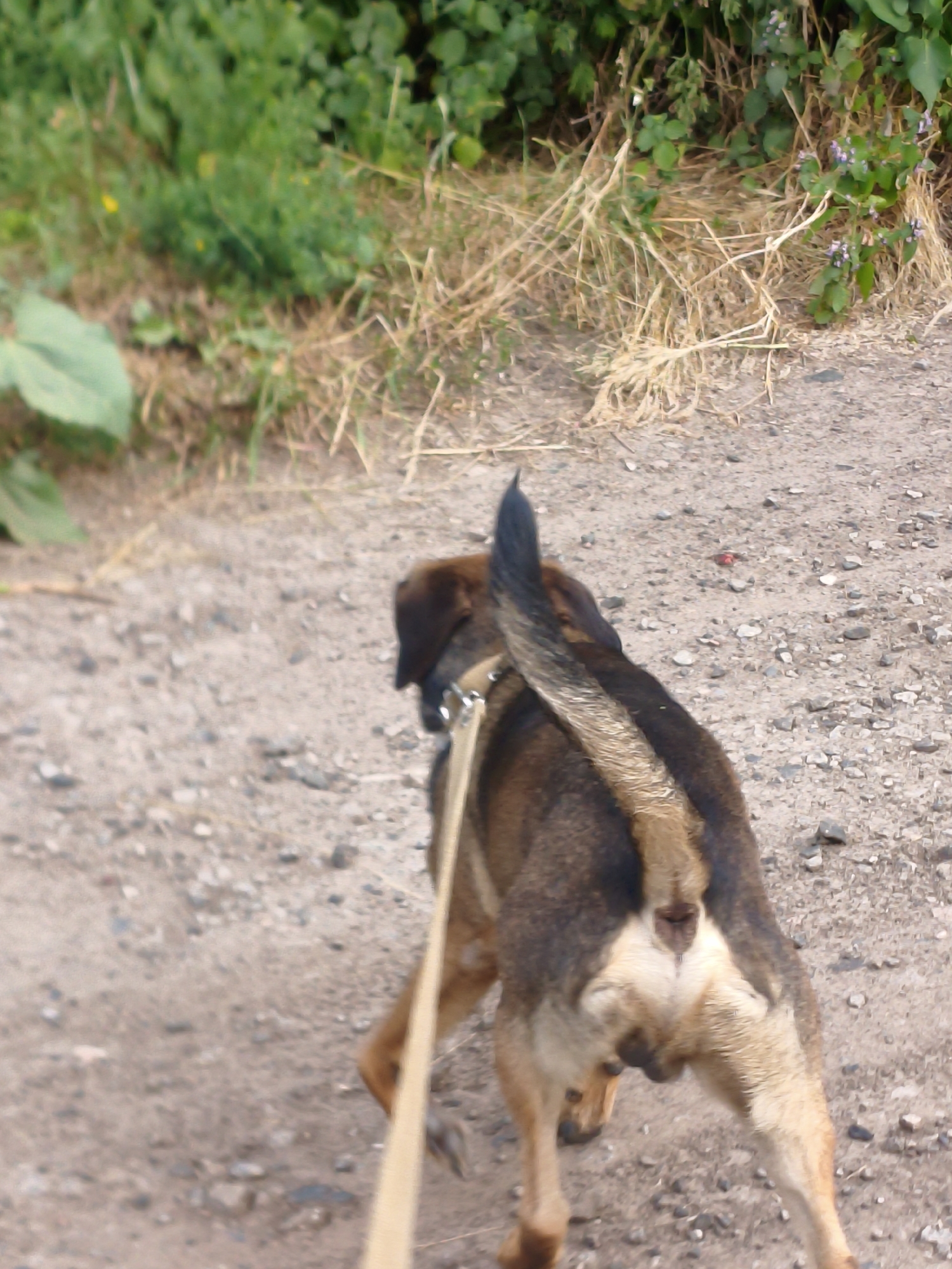 A medium shot captures a dog from behind, its tail raised and a leash attached. The dog is on a dirt path dotted with small stones. To the left, blurred green foliage and dry grass are visible. The background consists of more dry grass and some green plants, suggesting an outdoor, possibly rural setting. The scene is implied to be in Ustyvytsia, Ukraine.