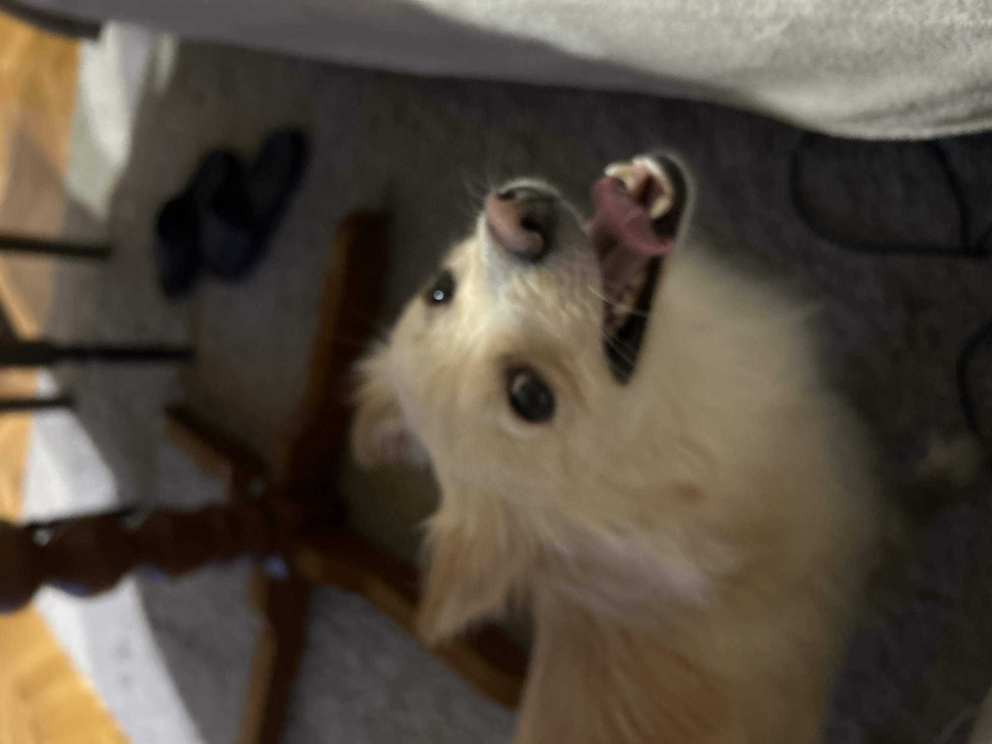 The image shows a fluffy, light-colored dog with its mouth open and tongue visible, panting. The dog is positioned centrally in the frame, with its face and upper body the primary focus. The background is out of focus, but appears to be an indoor setting with a carpeted floor and furniture. A dark wooden table leg is visible to the left, and a pair of dark-colored slippers are on the floor to the right. The lighting suggests an indoor environment, possibly a living room or common area. There is no identifiable information in the image that indicates a specific location in the city of Sofia, Bulgaria.