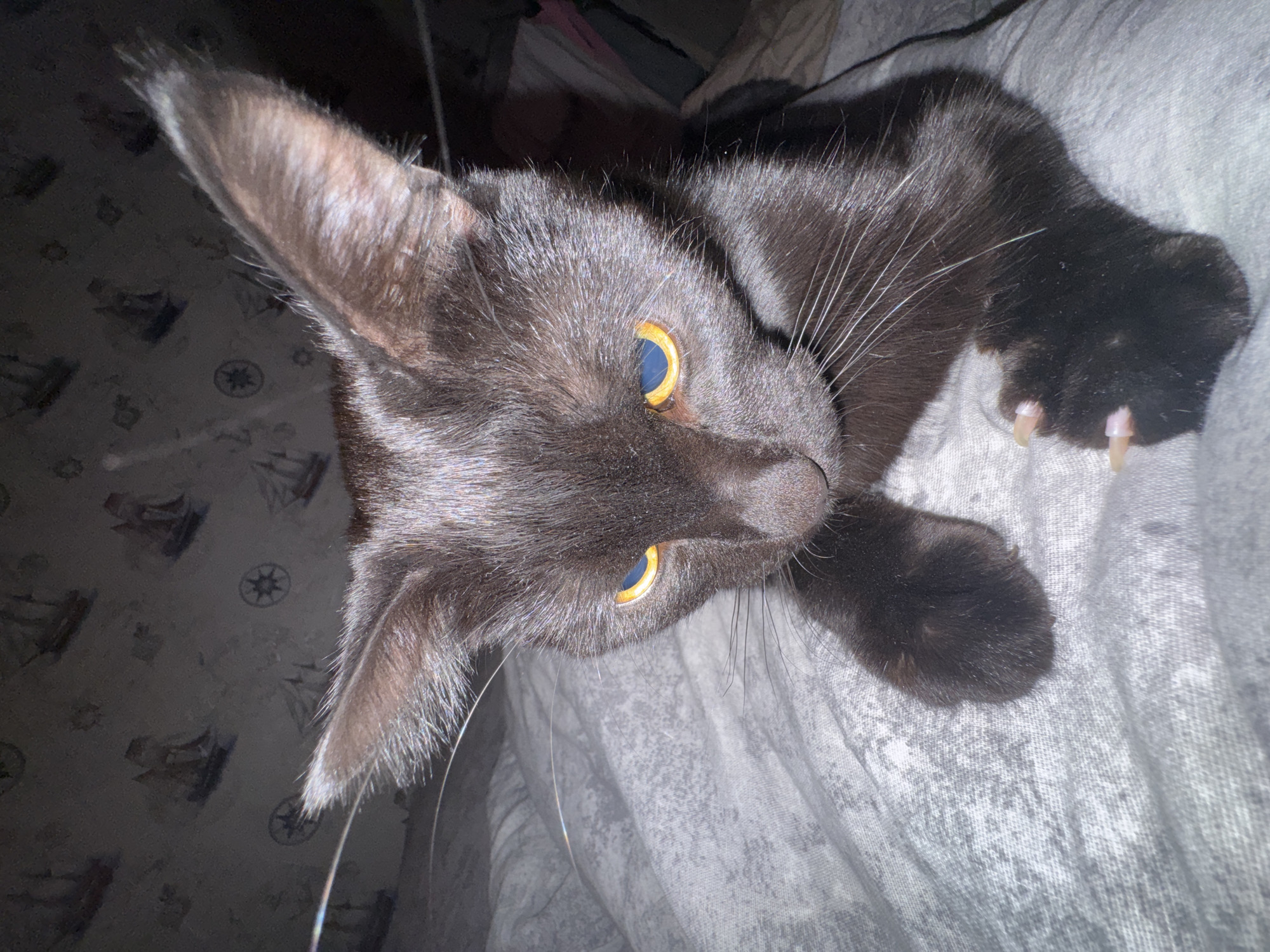 A black cat with yellow eyes is lying on a light gray surface, possibly a bed or blanket. The cat's claws are visible on one paw. The background is dark, with wallpaper featuring a pattern of sailboats. The location is given as Chaikovsky, Russia.