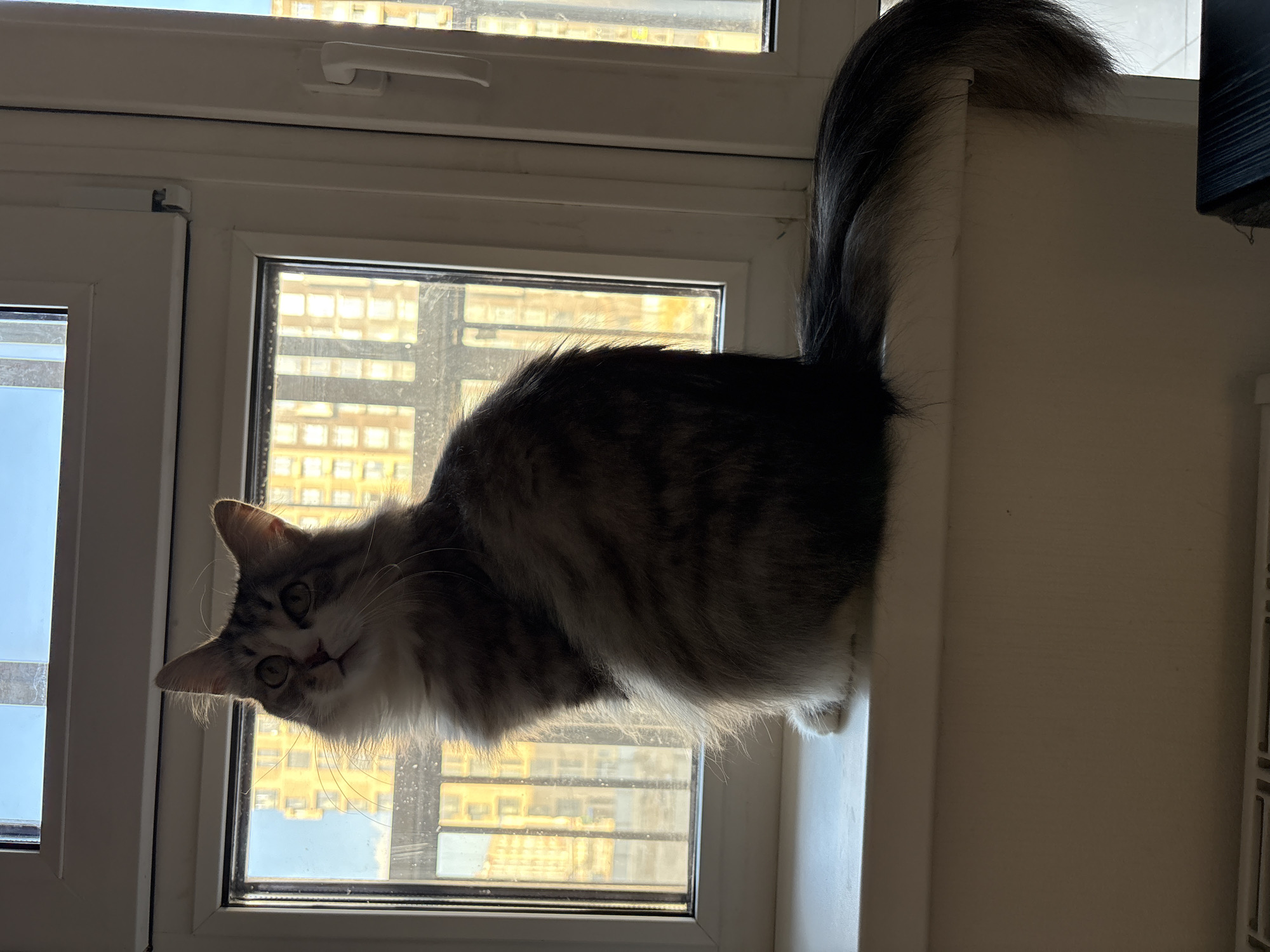 A medium-haired cat with tabby and white markings is perched on a windowsill. The cat is partially silhouetted against the window. Outside the window are buildings suggesting an urban environment. The exact location of Chasovnya, Russia is not discernible from the image.