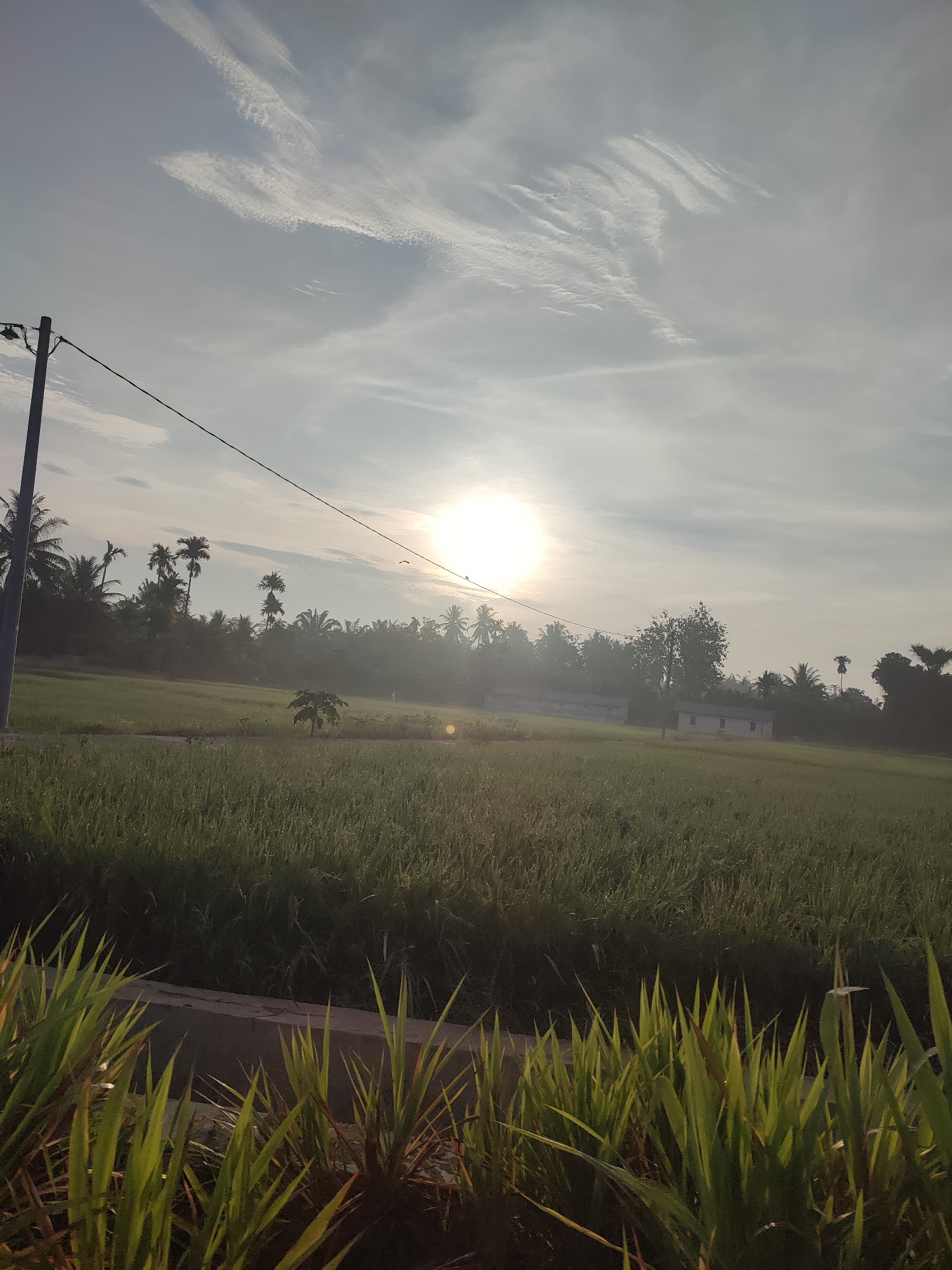 This media file depicts a serene rural landscape captured at early morning in Pulorayeuk, Indonesia. The sun, a brilliant white orb, is prominently positioned in the upper middle of the frame, casting a soft, hazy light over the scene.
In the immediate foreground, vibrant green blades of grass, some glistening with dew, are sharply in focus. Beyond this, expansive green fields, likely paddy fields, stretch into the midground. A dense line of tropical foliage, dominated by palm trees, forms the backdrop of these fields. Nestled within this greenery, a few small, light-colored buildings with dark roofs are subtly visible.
A tall utility pole stands on the left, with a single power line extending across the frame. A small bird can be seen perched on this wire, silhouetted against the bright sun. The sky is a pale, hazy blue-grey, adorned with wispy, elongated white clouds that add texture to the upper atmosphere. The overall impression is one of tranquility and peace, characteristic of a sunrise over an agricultural landscape. There is no visible text or explicit human activity in the image.