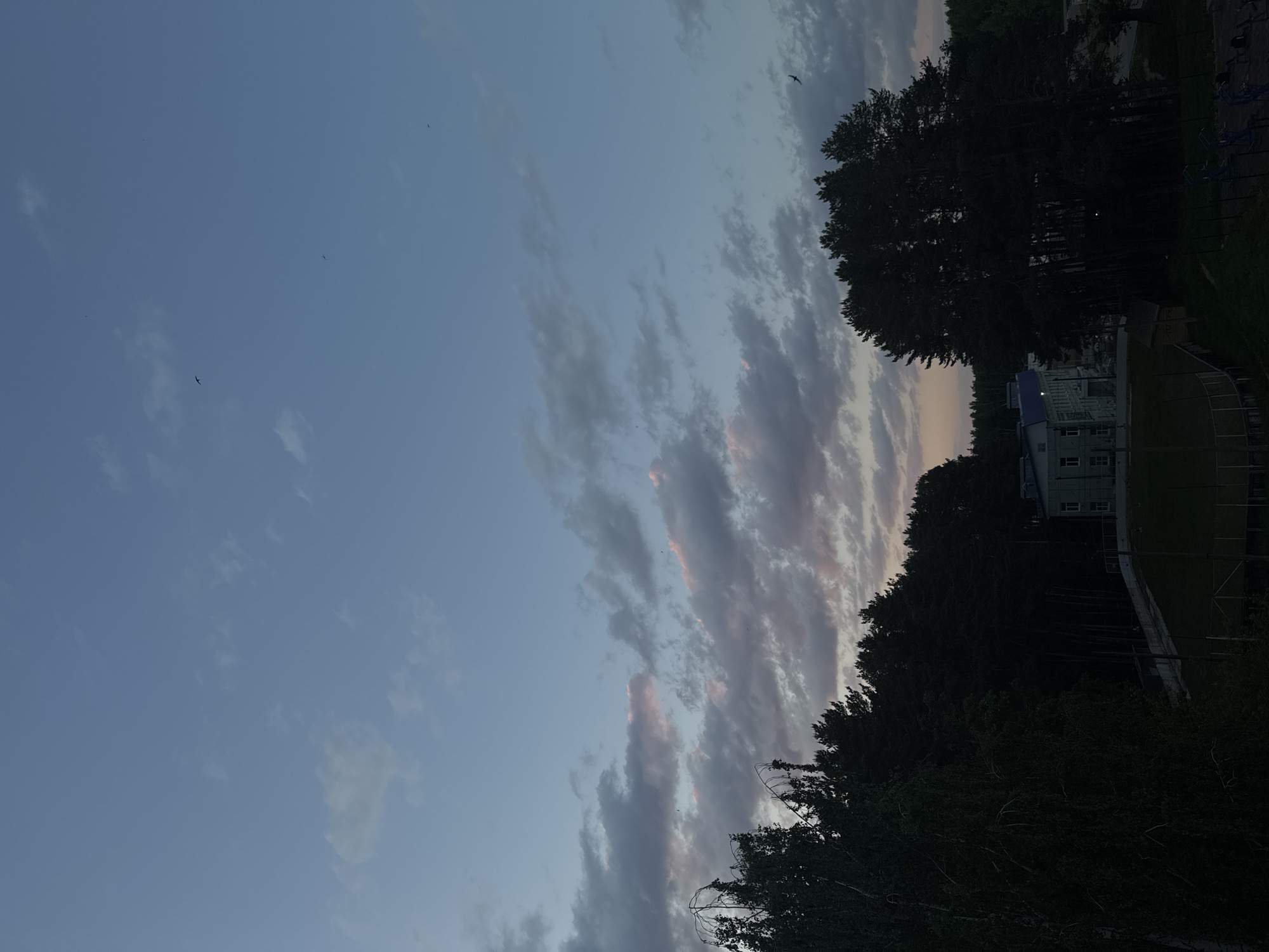 The image shows a partially cloudy sky with a pale blue hue, transitioning into shades of pink and grey near the horizon. Several small birds are visible in the sky. The silhouette of trees and a building are seen on the right side of the image. The trees obscure the building, but visible windows suggest it is a multi-story structure. The location is identified as Chaikovsky, Russia.