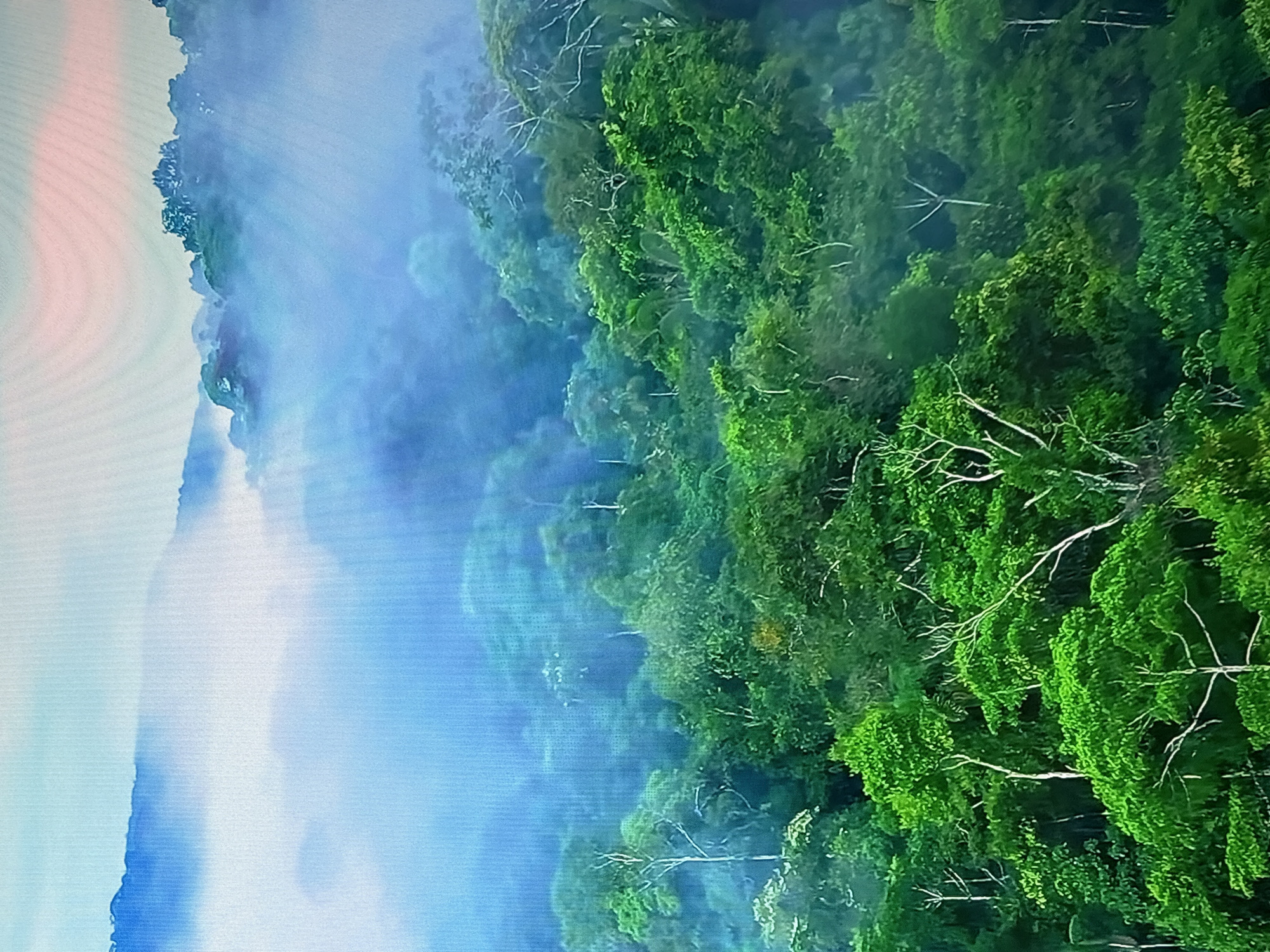 The image is a high-angle aerial view of a dense, verdant forest, likely a rainforest or a misty mountain range. The foreground is dominated by lush green trees with vibrant foliage, some appearing lighter and more spread out, while others are darker and more compact. Bare, white branches of some trees are visible, reaching upwards through the green canopy.
In the mid-ground, the forest continues, with the density of trees slightly decreasing, giving way to rolling hills covered in vegetation. A thick layer of mist or fog blankets this area, obscuring the details of the landscape and creating a soft, ethereal effect. The mist has a blueish hue, suggesting it is capturing and reflecting the light of the sky.
The background features distant mountains or hills, their outlines softened and partially hidden by even thicker layers of mist. The sky above is a pale blue, with hints of soft pink and orange, possibly indicating either sunrise or sunset. The overall atmosphere is serene and natural, emphasizing the vastness and beauty of the forested landscape. The image does not contain any people, man-made structures, or urban environments, and therefore, any location in the city of Krasnokamsk, Russia cannot be determined.